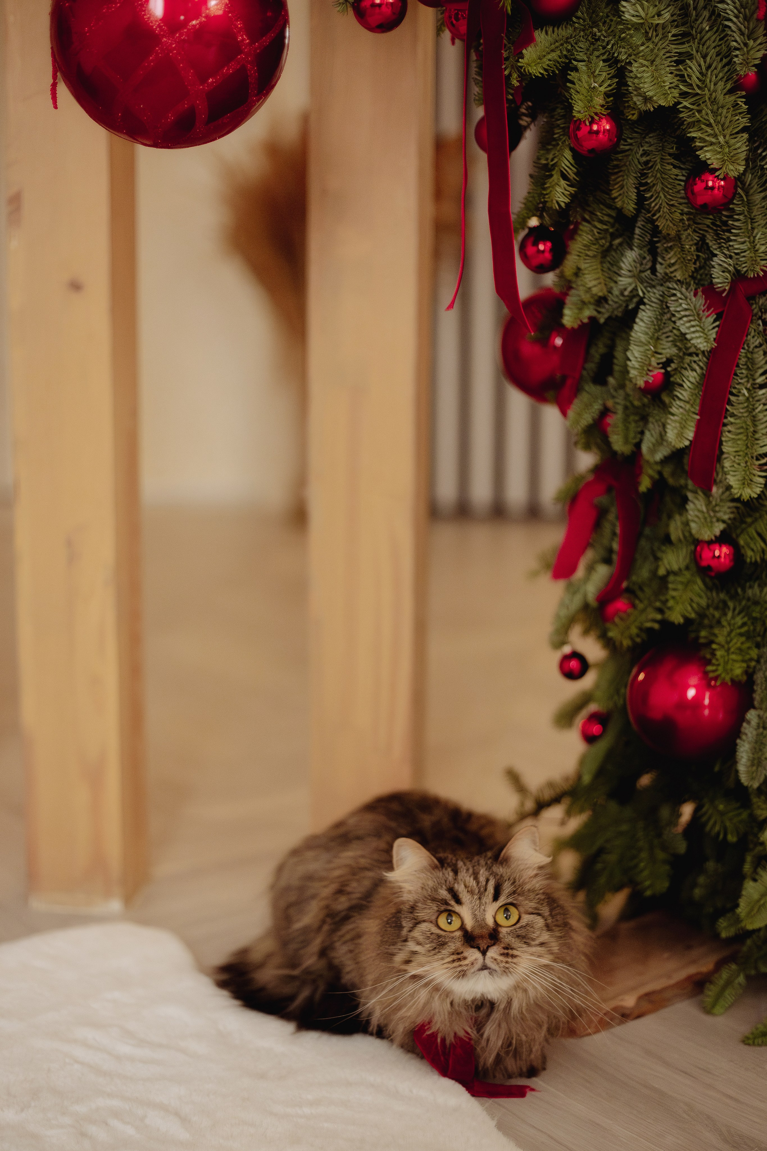 Домашняя. «NEW YEAR». Фотограф Москва / Балашиха