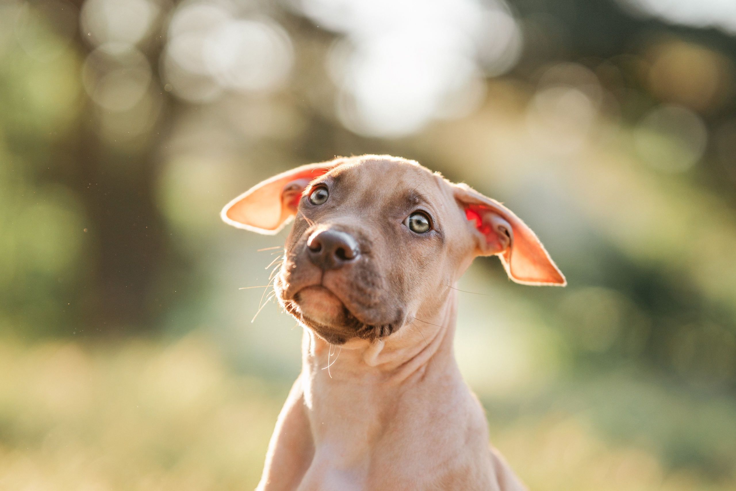 АПБТ. Фотограф анималист Осипчикова Мария