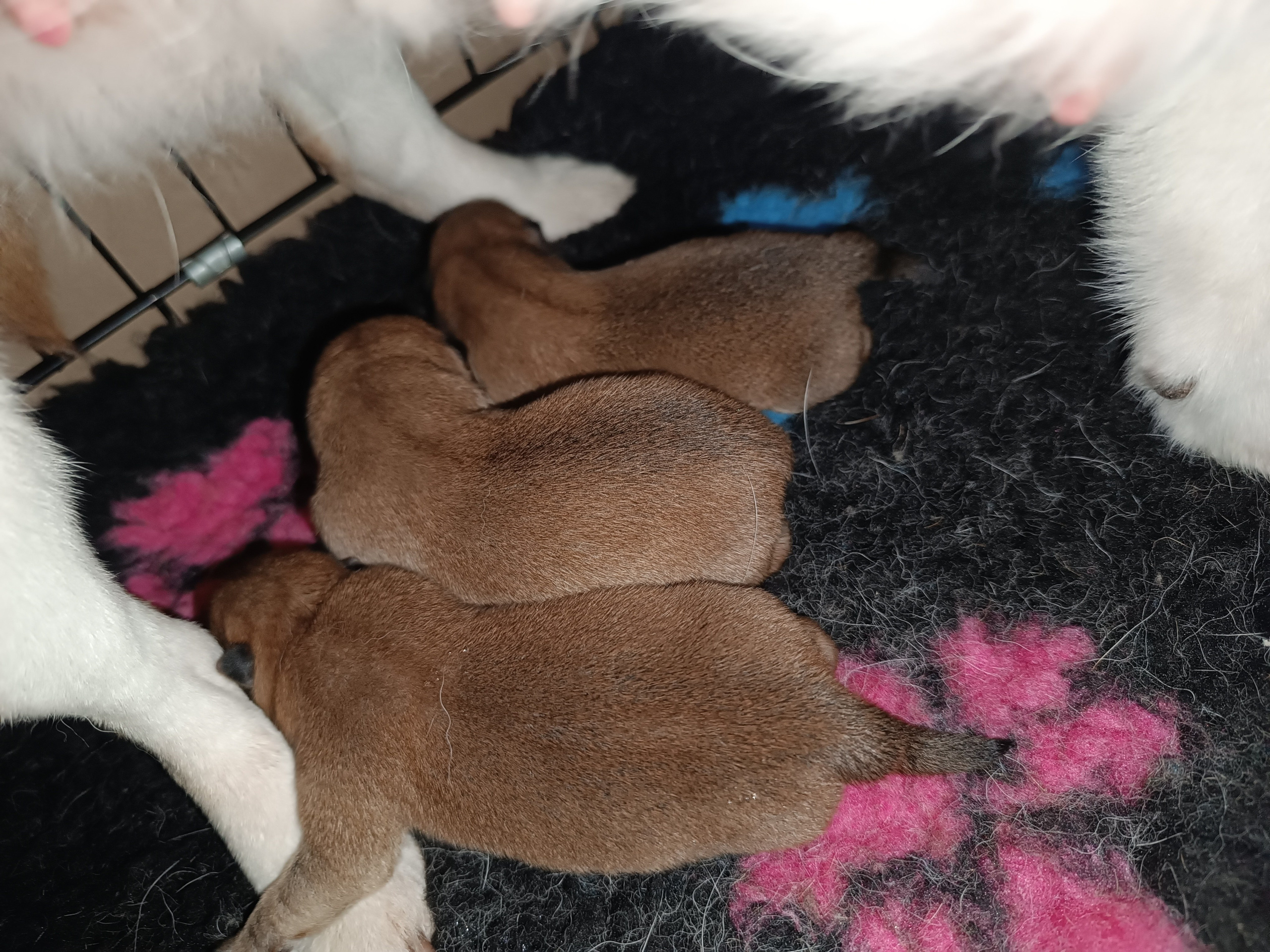 сиба питомник Рубилайт щенки на продажу rubylight  сиба щенки купить СПб Санкт-Петербург 