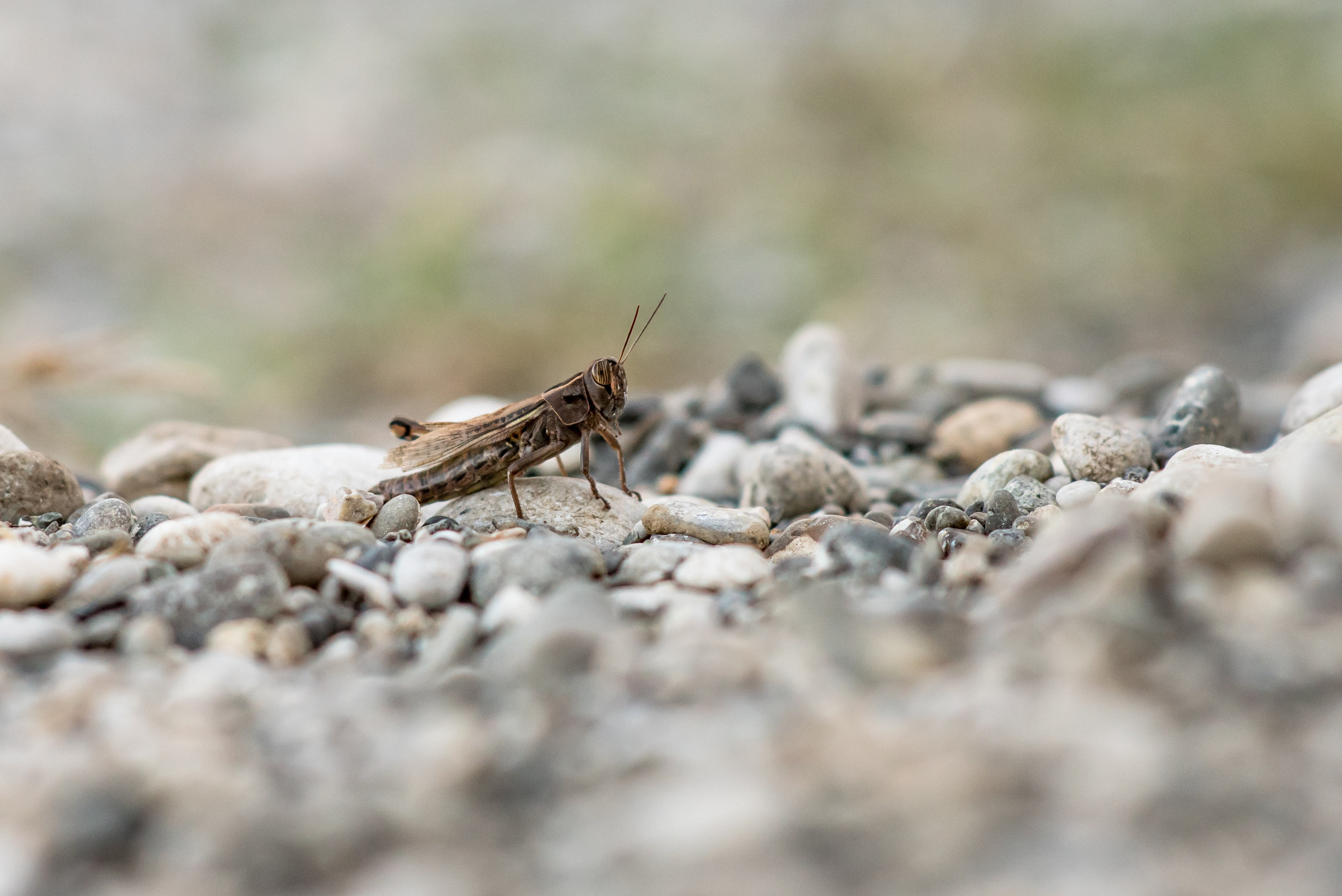 Nature. Шевцов Данила — семейный фотограф