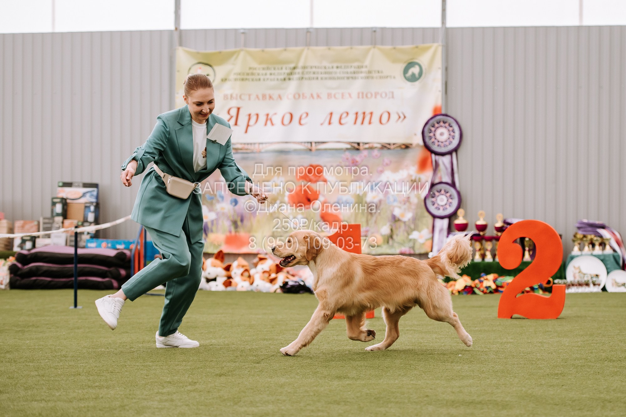 Выставка собак Красноярск 2.06. Фотограф Диана Оленина Красноярск / Братск