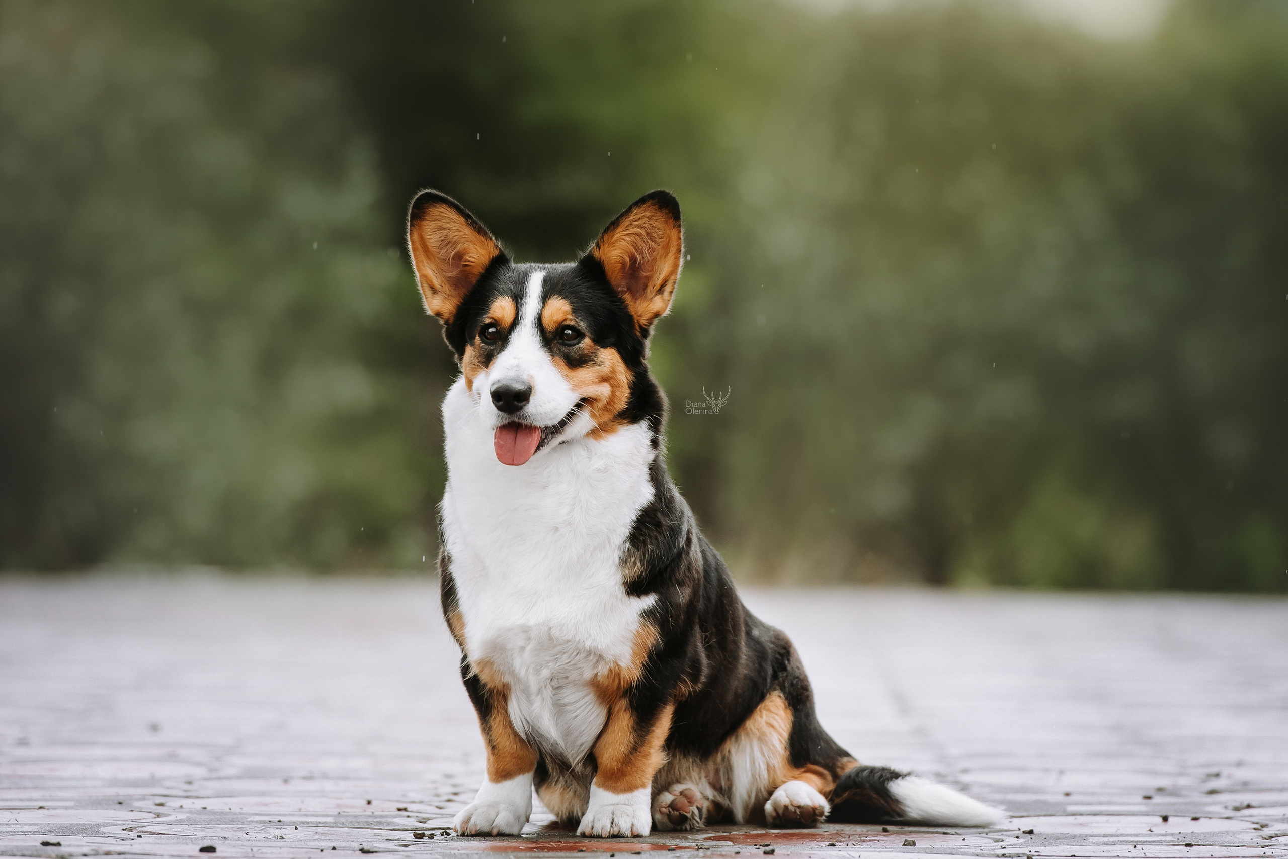 Собаки уличные. Фотограф Диана Оленина Красноярск / Братск