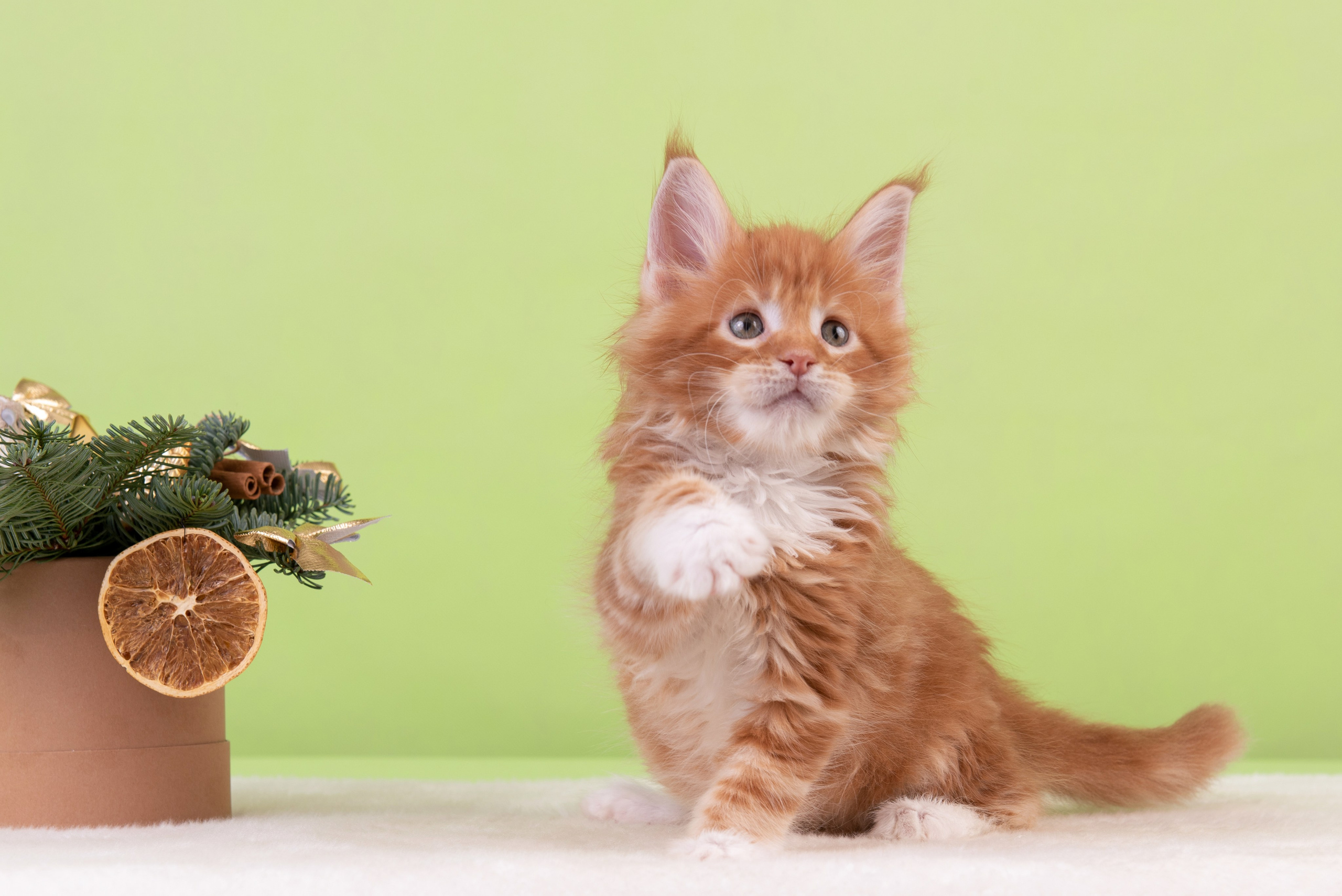 Котята в домашней студии. Фотограф анималист в Казани Алина Сулейманова. Фотограф животных