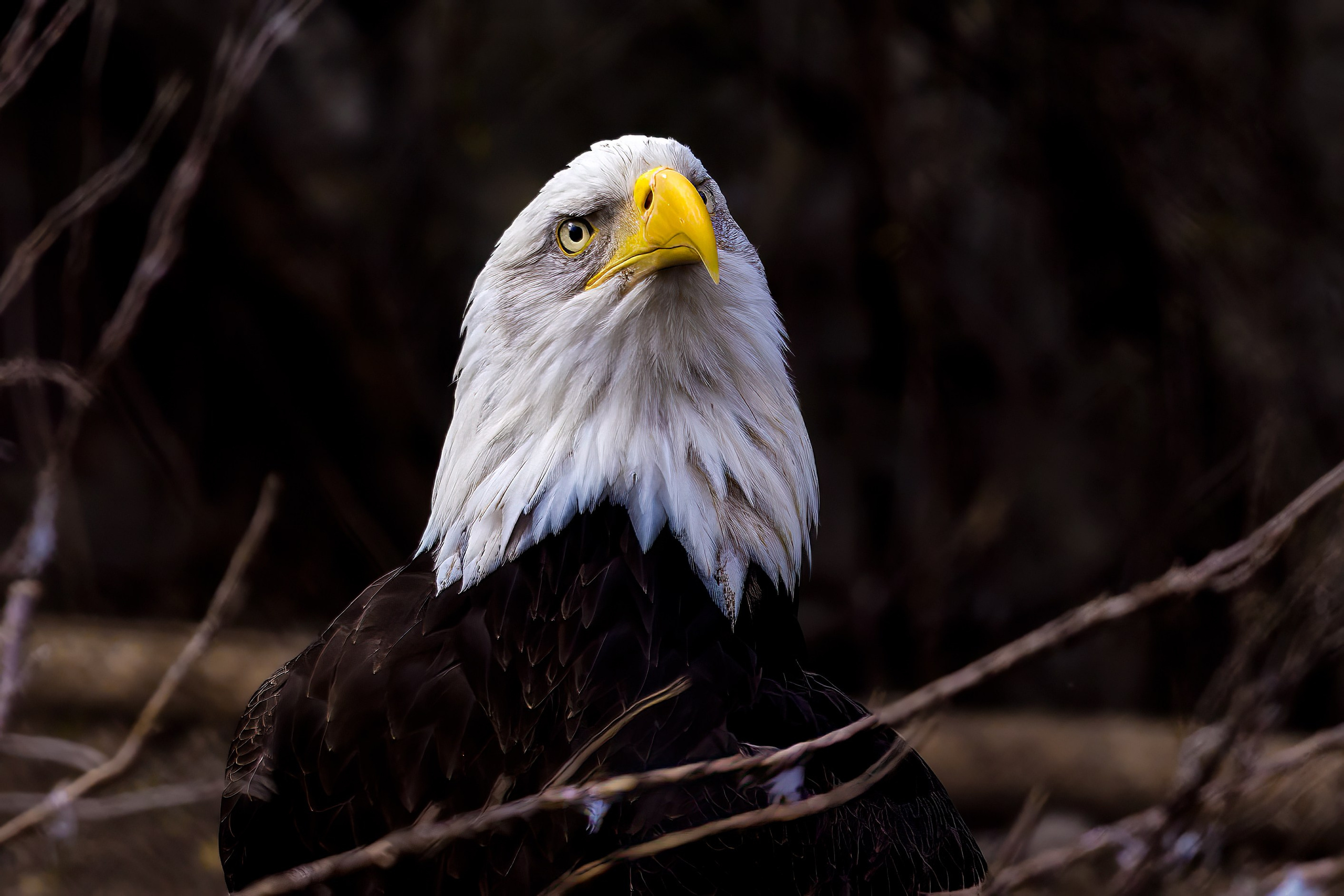 Зоопарк. Photomantis