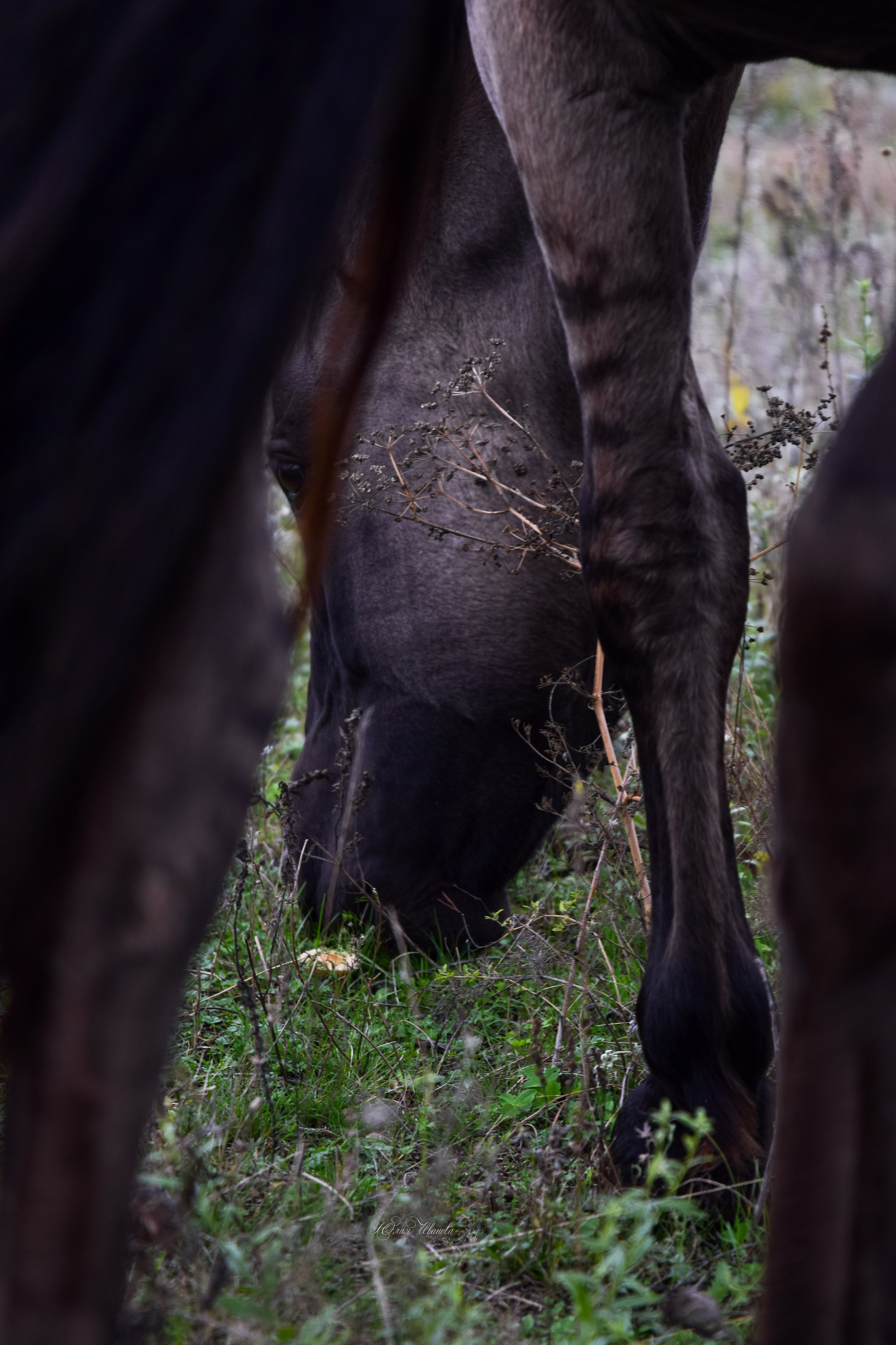 Лошади. Конный фотограф в Саратове Юлия Иванова