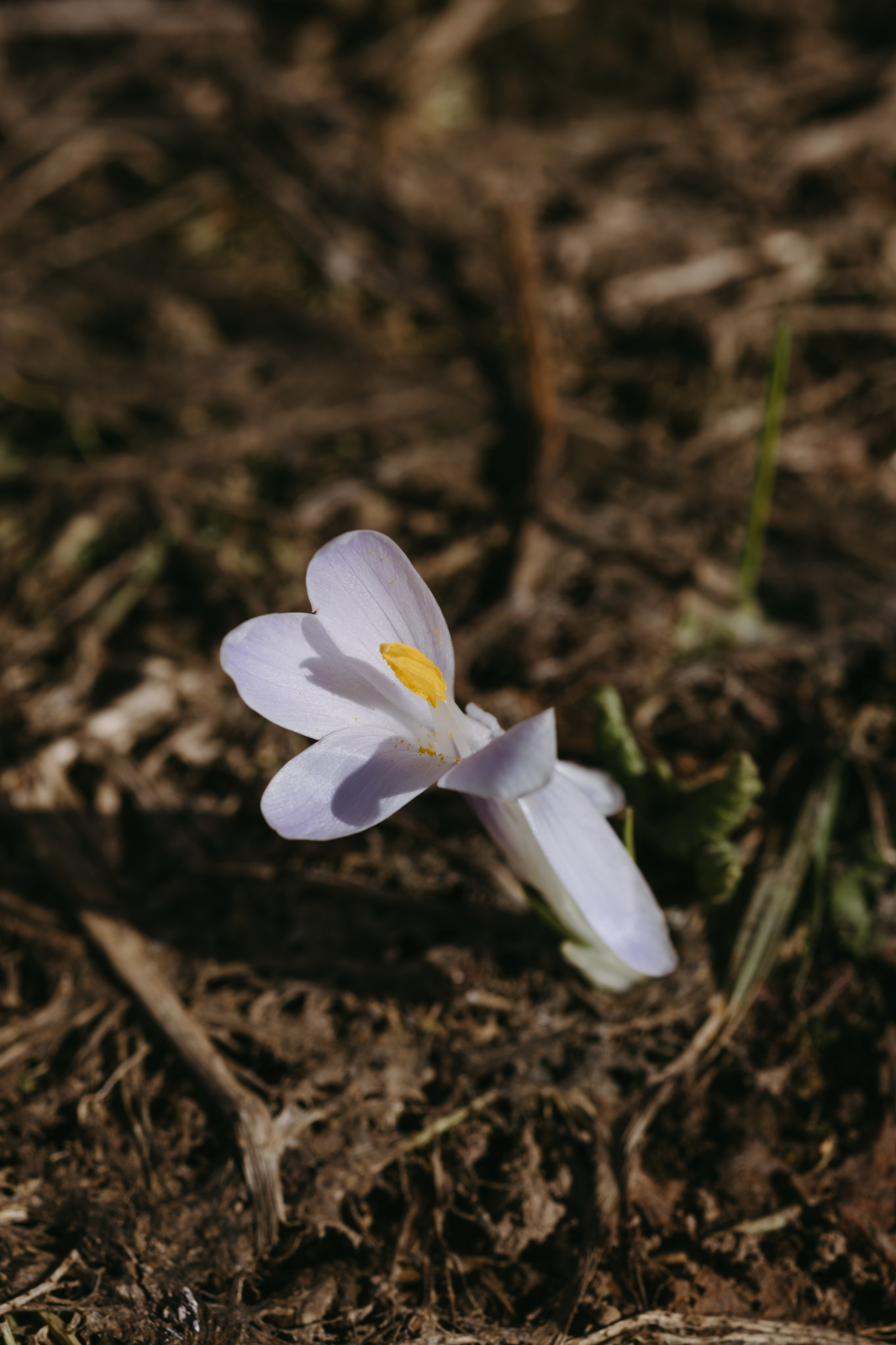 Природа деревни. Фотограф Эльмира Лин