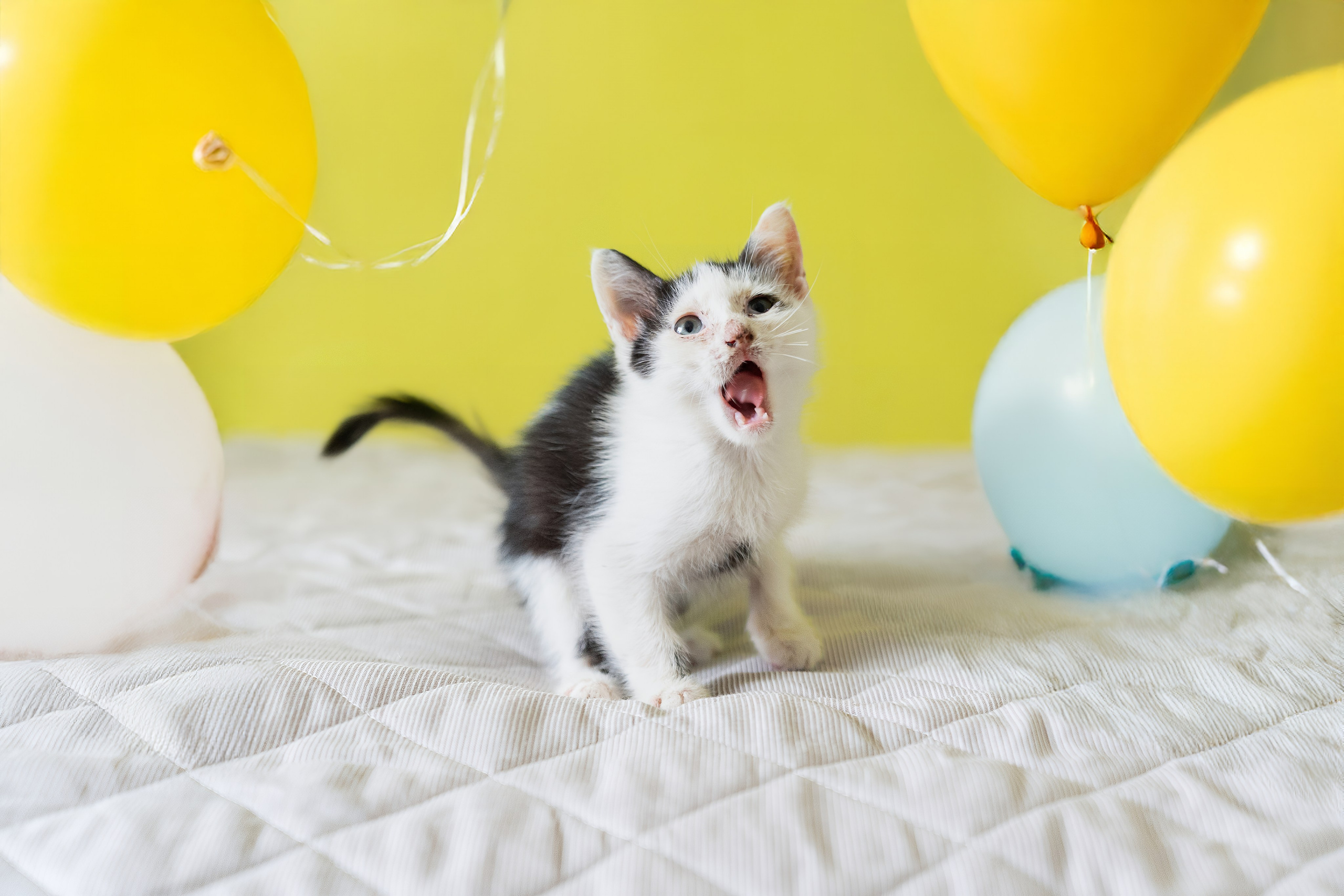 Благотворительная съёмка для котят в Москве. Портретный фотограф в Москве Фарид Леонов