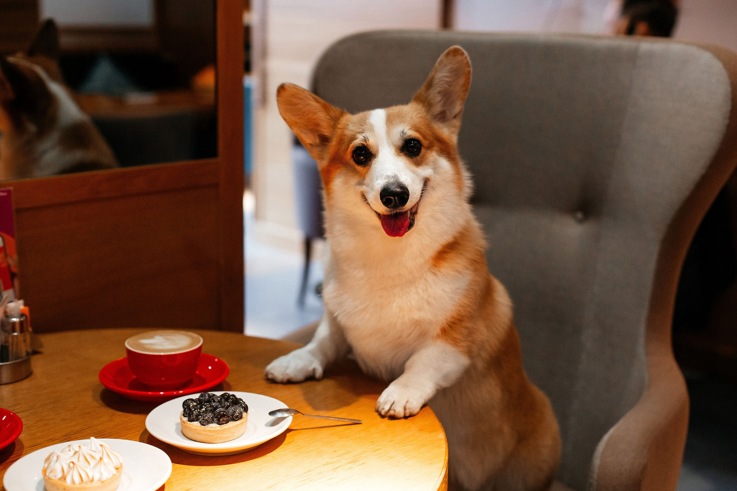 Корги в кафе дог-френдли. Фотограф-анималист в Краснодаре Маша Мельникова