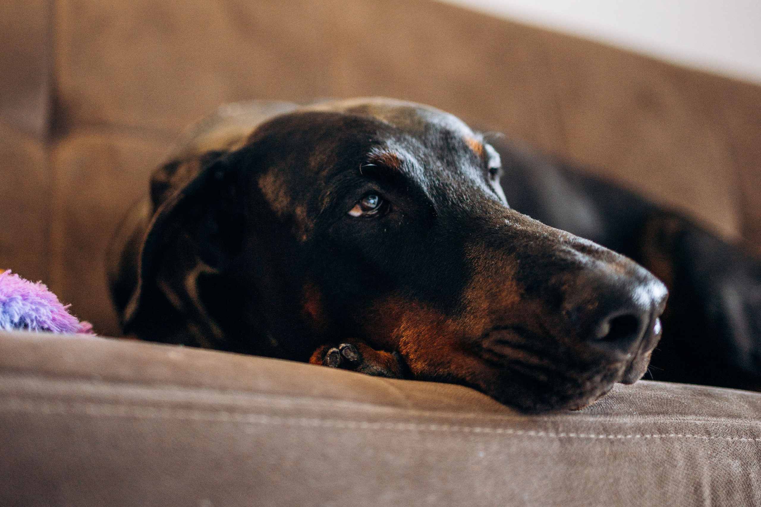 Катя и Конор