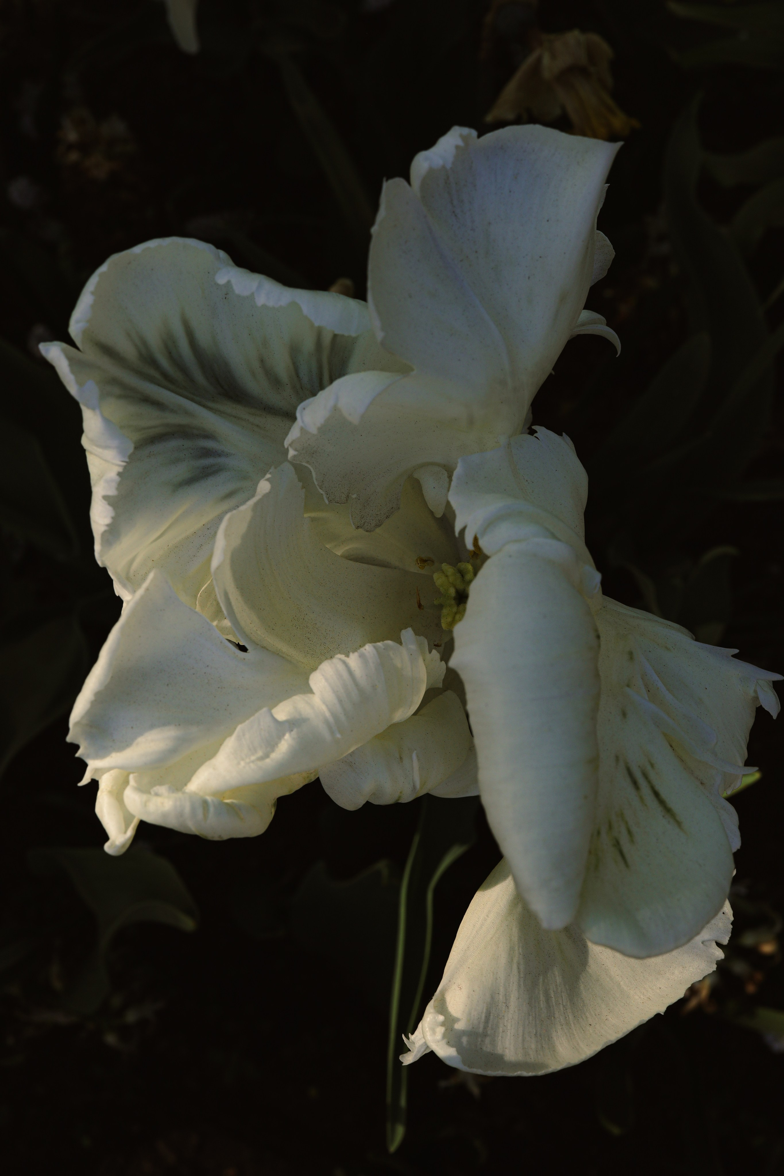 Природа &. Фотохудожник в СПб