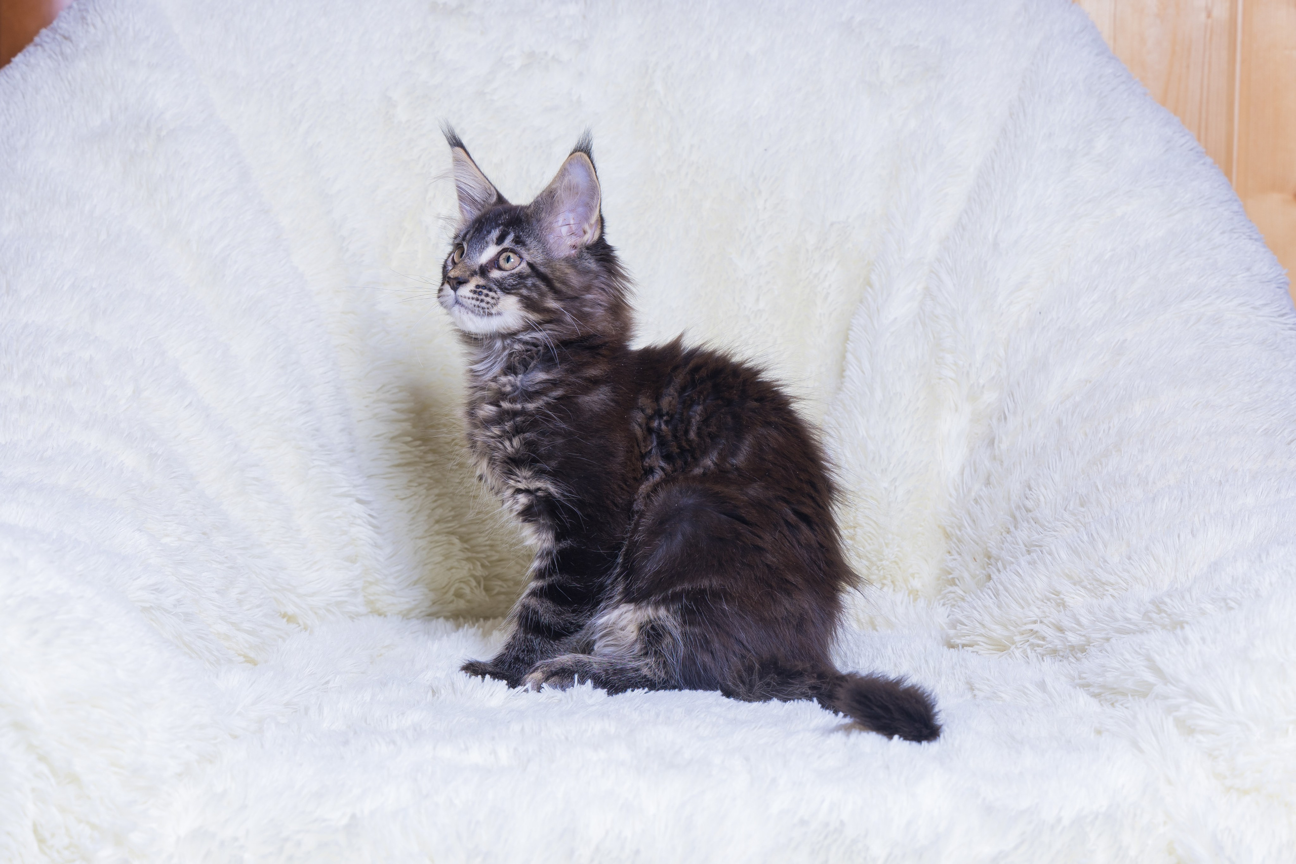 Котики. Photomantis