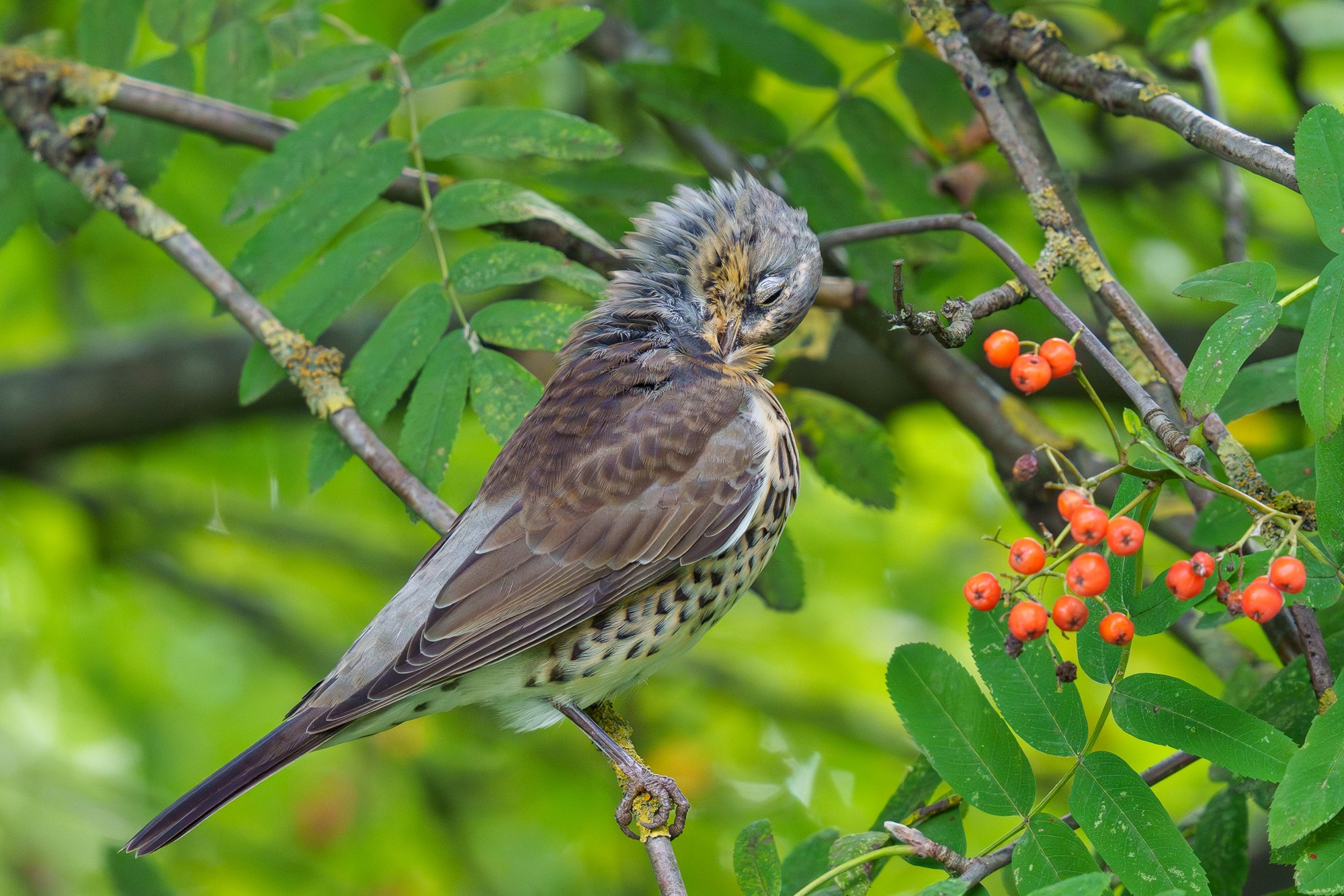 Удивительные мир птиц. Вокруг нас столько прекрасного — присмотритесь!. Ваш личный фотограф Марина Волкова