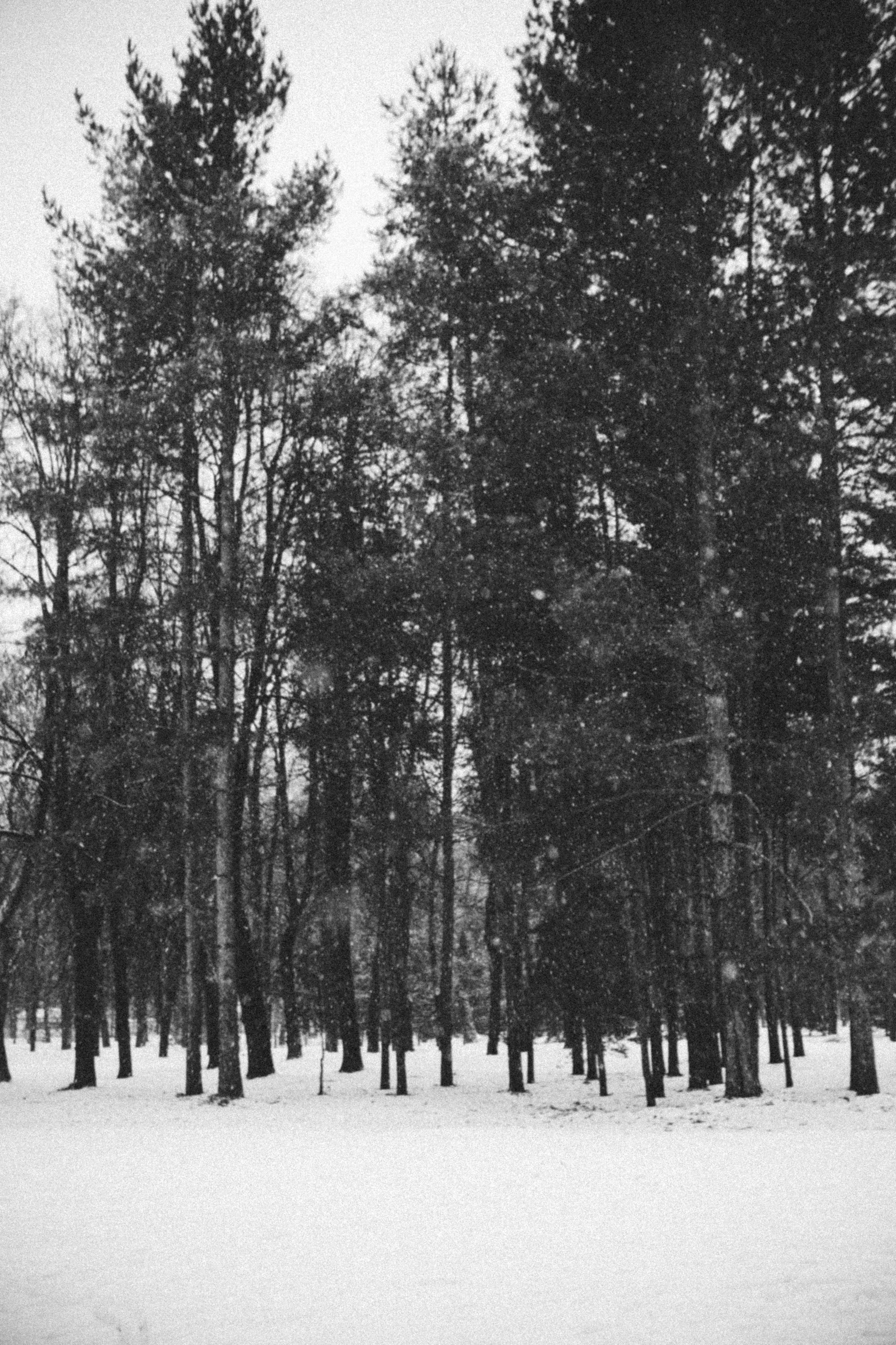 Настя ❄️ Ёлки-палки ❄️. Фотограф в Нижнем Новгороде