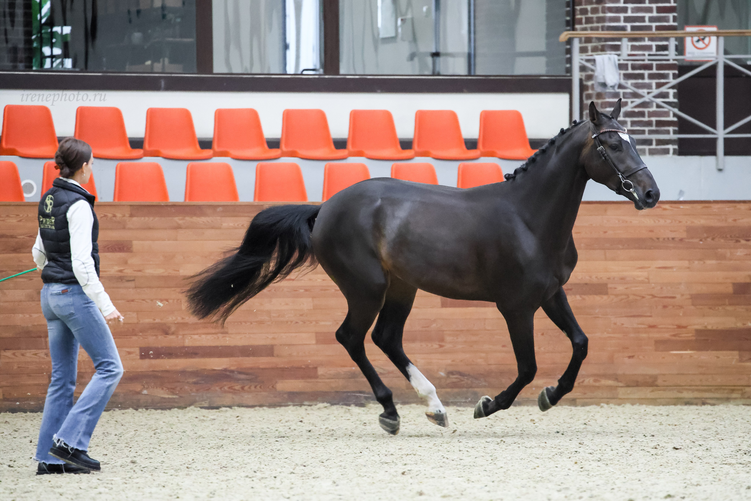Конная Россия 2024 Оценка двигательных качеств. Irenephoto.ru