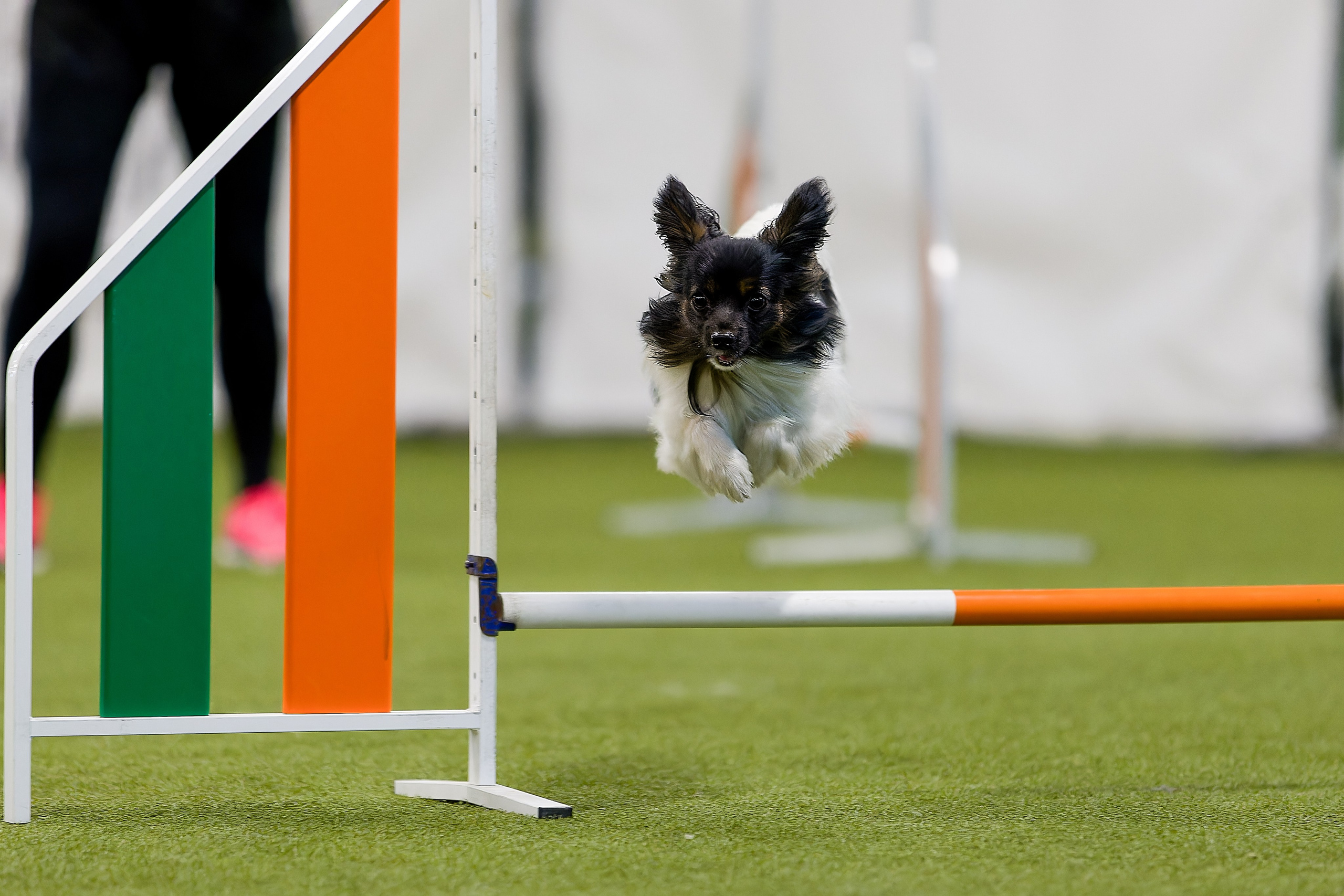 Кубок Пёсбурга 2025. Irenephoto.ru