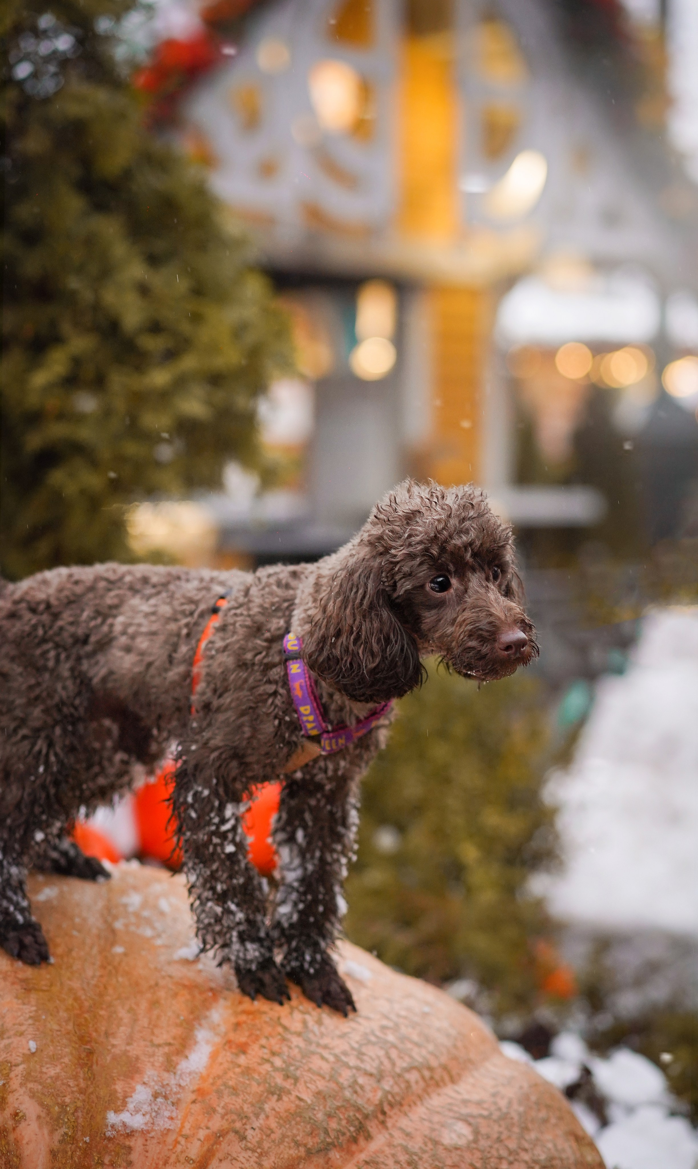 Марина Артем Мия и Хлоя. Фотограф-анималист в Санкт-Петербурге Яна Мартынова
