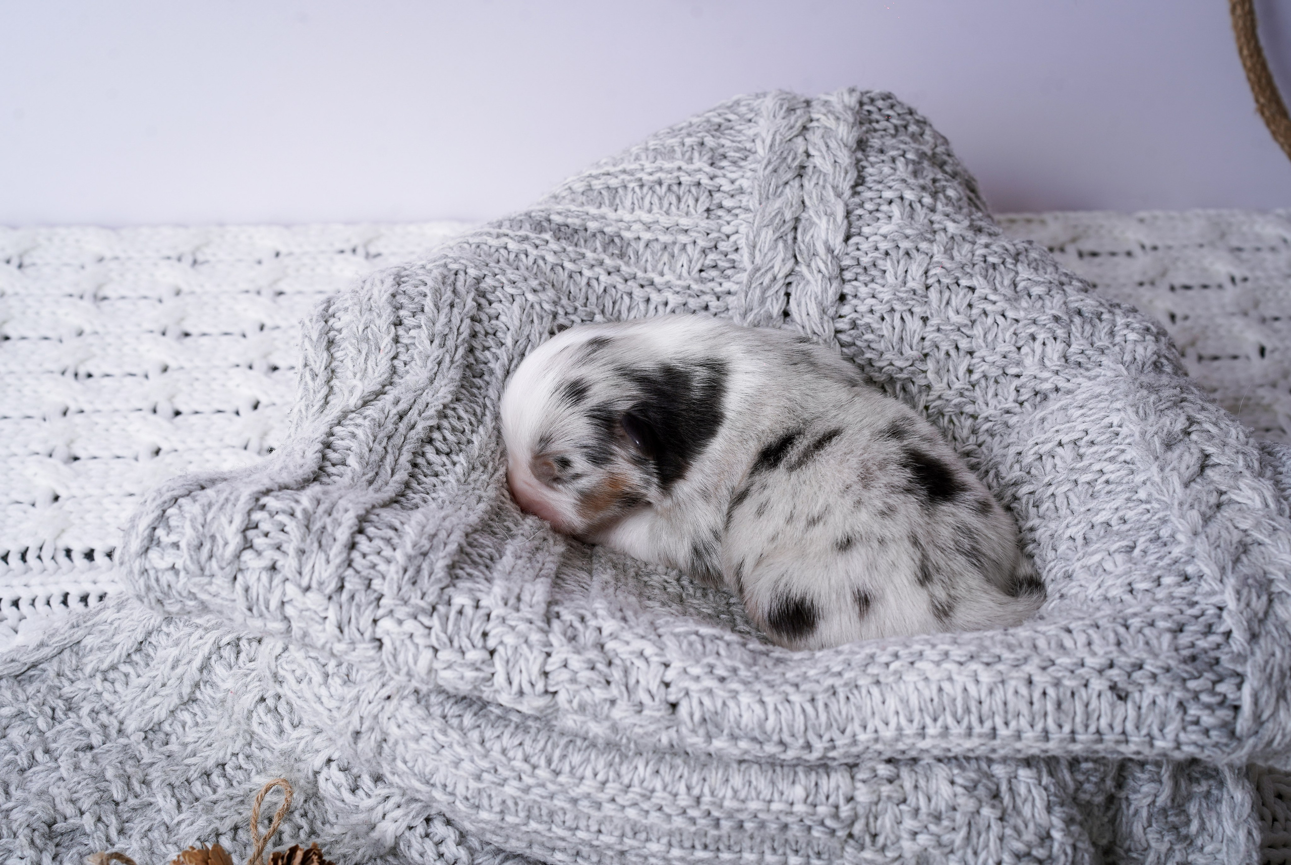 Щенки австралийской овчарки. Фотограф-анималист в Санкт-Петербурге Яна Мартынова