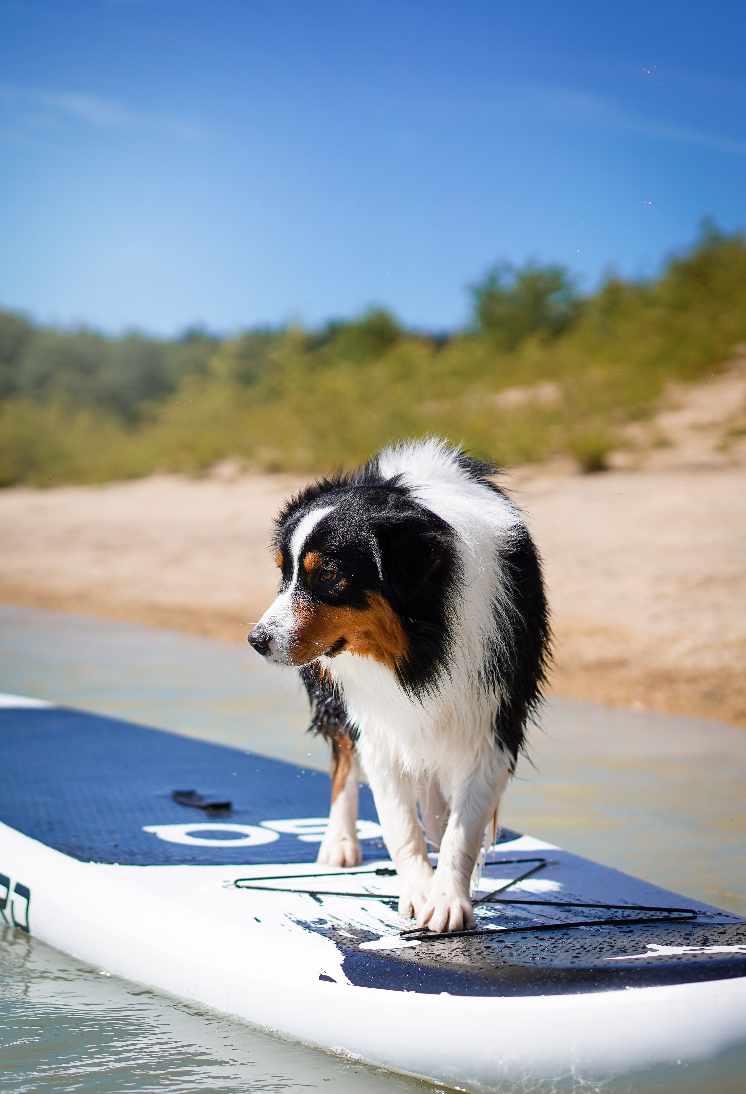 Аусси на карьерах. Фотограф-анималист в Санкт-Петербурге Яна Мартынова