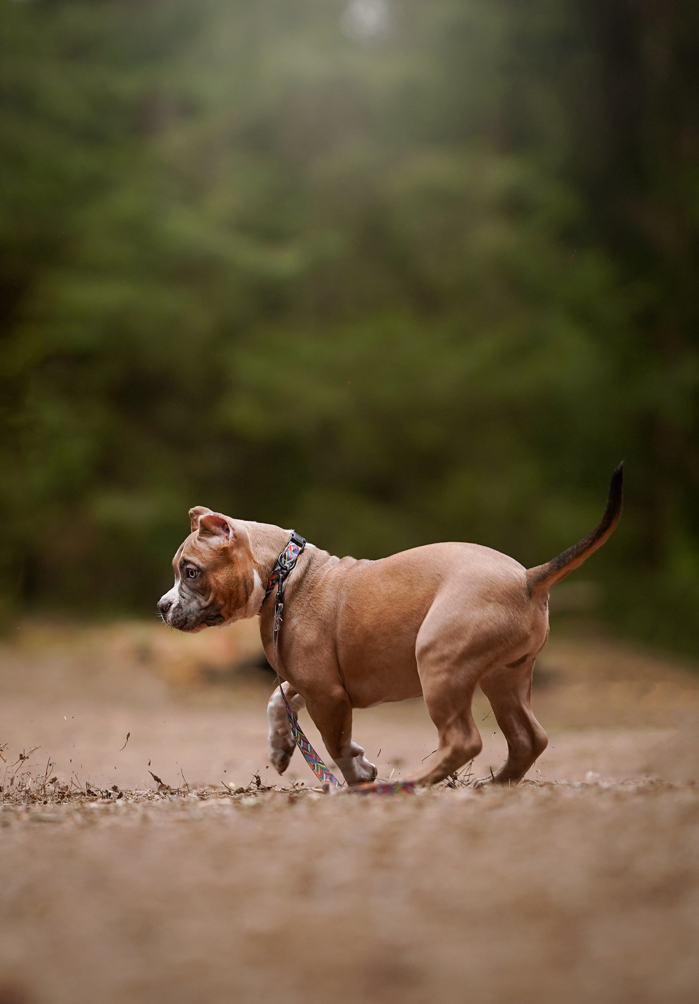 Щенки булли. Фотограф-анималист в Санкт-Петербурге Яна Мартынова