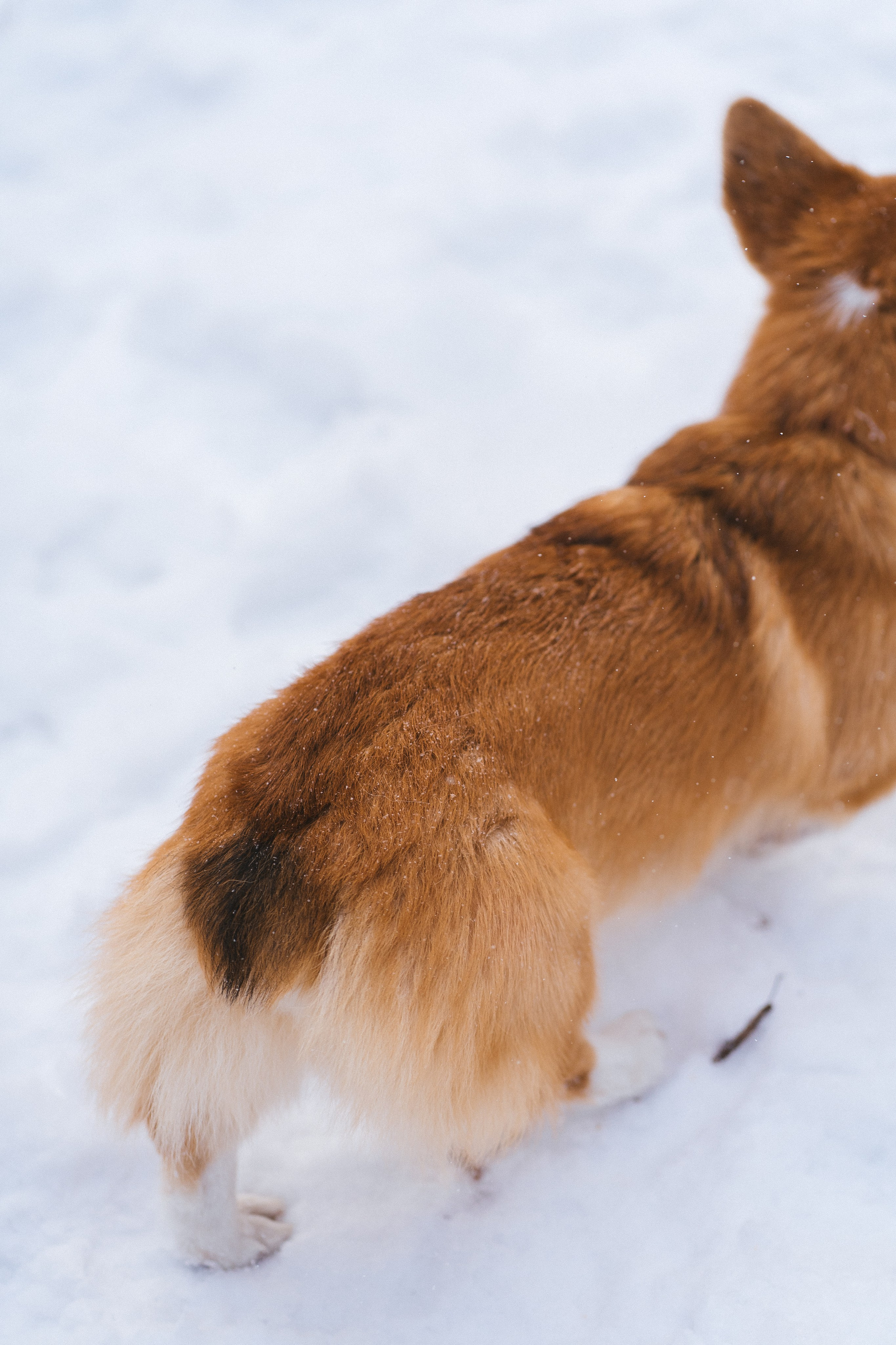 Агата и Лайк. Свадебный фотограф в Москве Анна Полушина