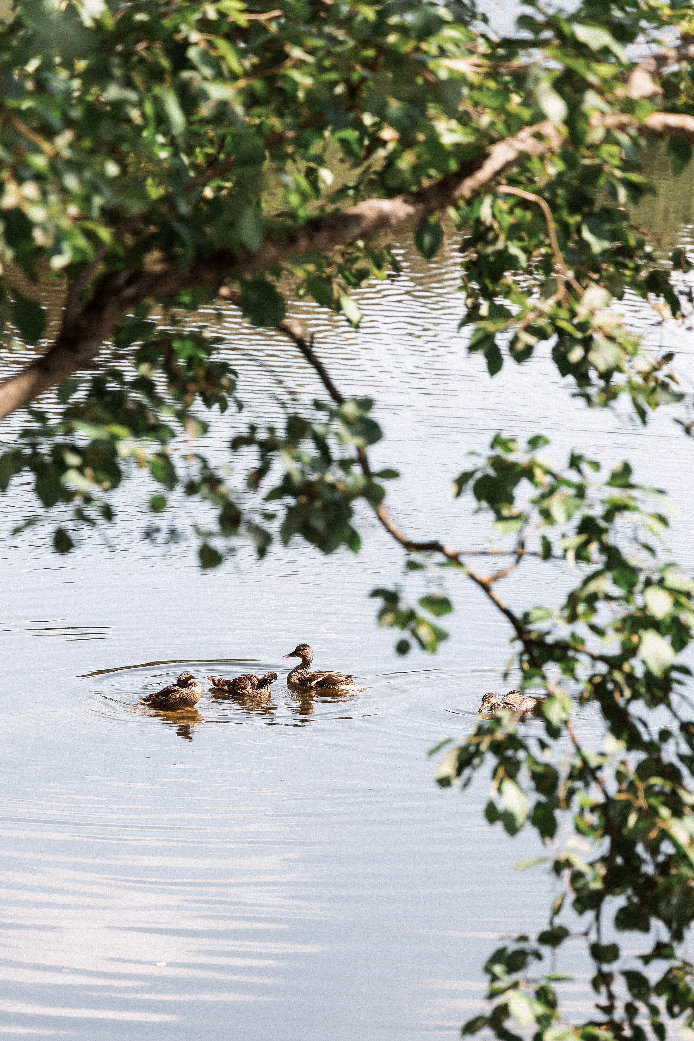 Александр и Татьяна. Свадебный фотограф и видеограф в Москве, Виктор Архилюк