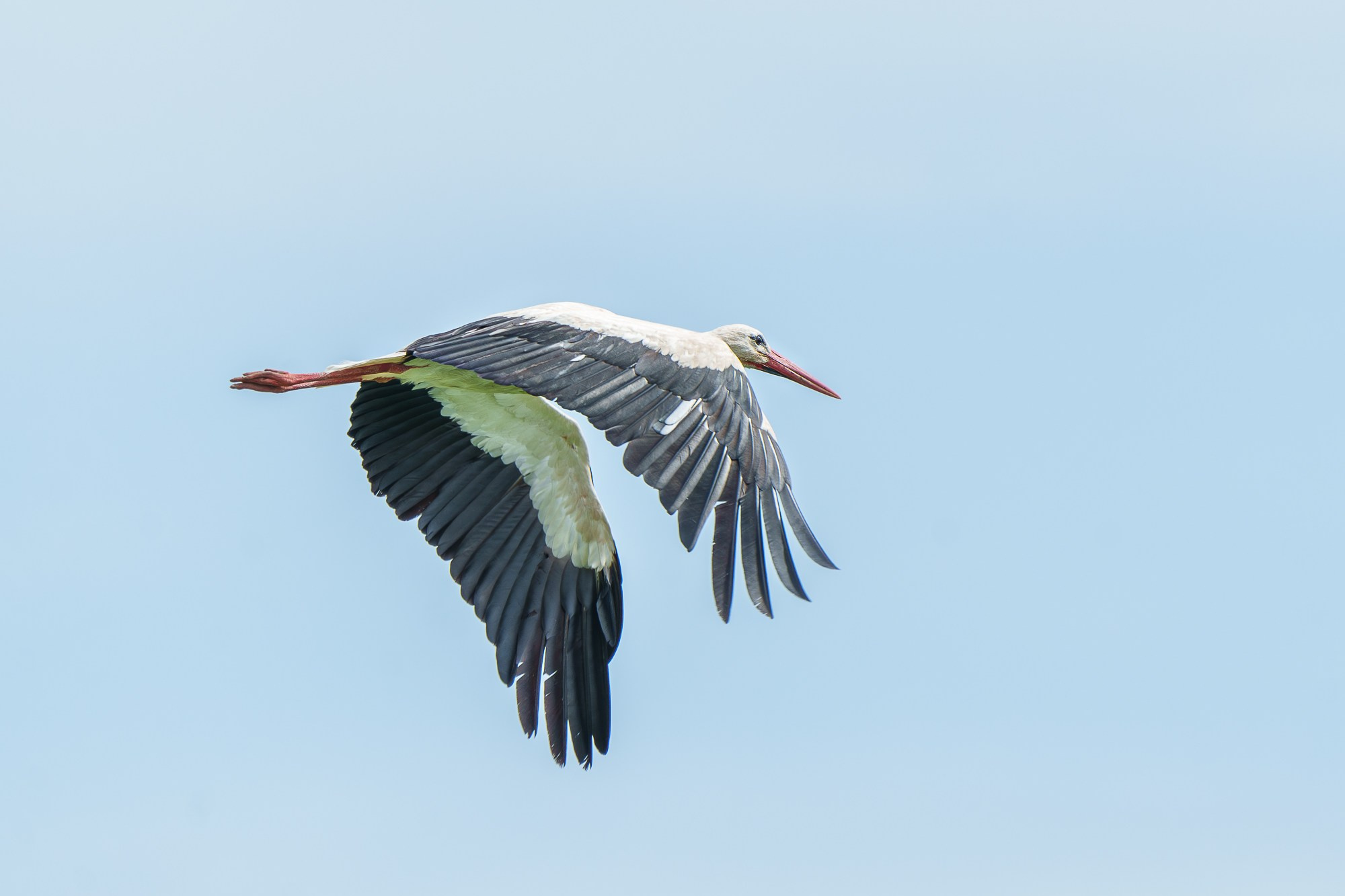 Удивительные мир птиц. Вокруг нас столько прекрасного — присмотритесь!. Ваш личный фотограф Марина Волкова