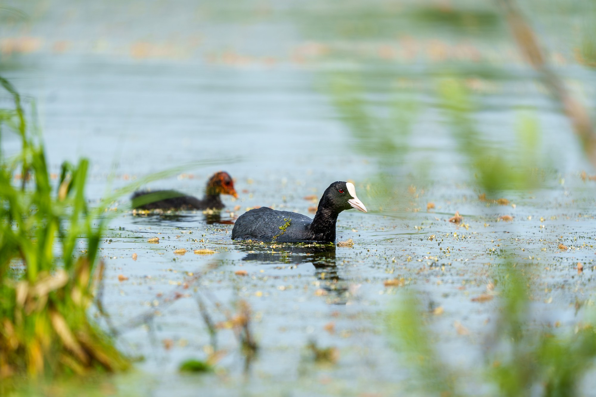 Удивительные мир птиц. Вокруг нас столько прекрасного — присмотритесь!. Ваш личный фотограф Марина Волкова