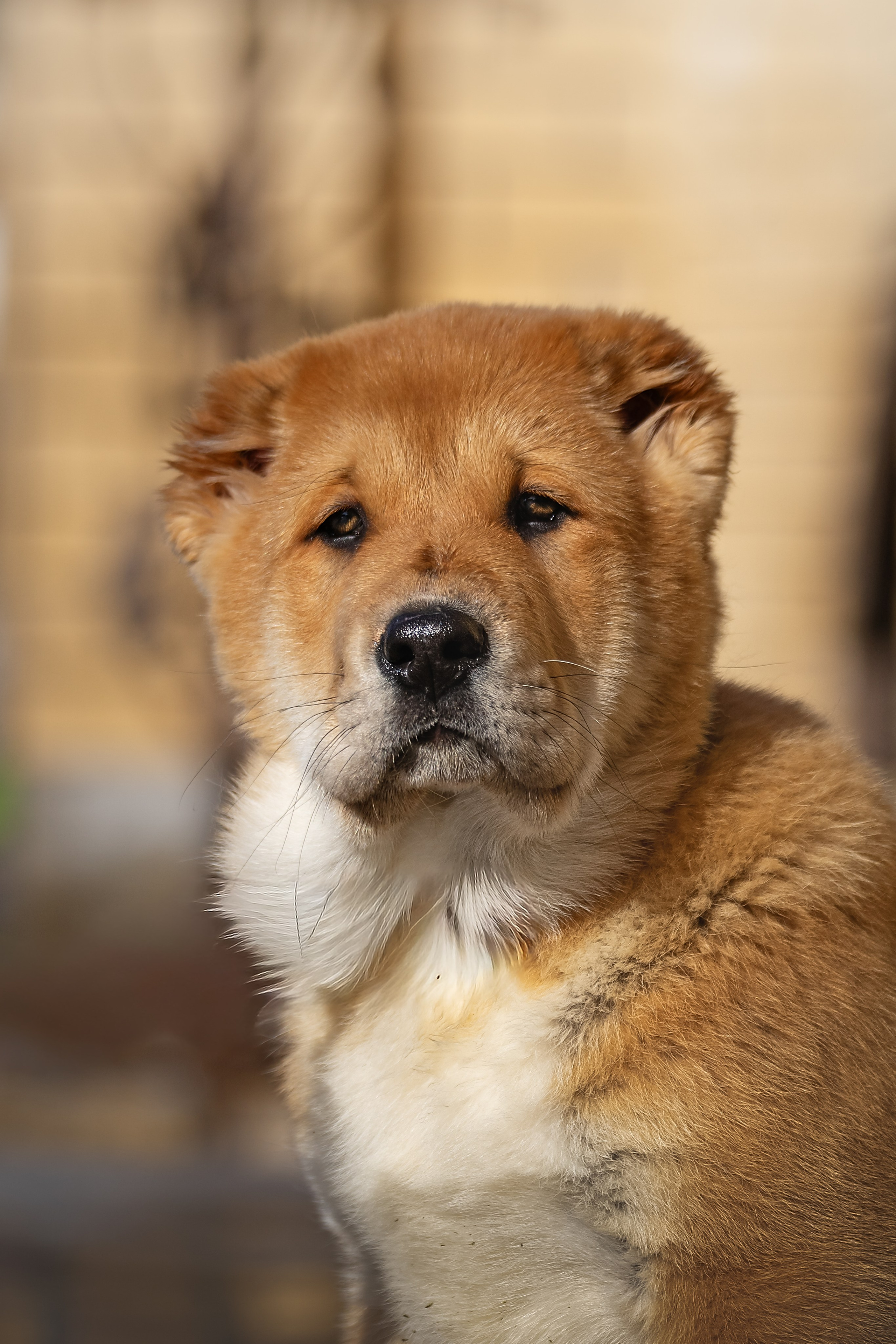 Щенки/котята. Фотограф-анималист Нижний Новгород