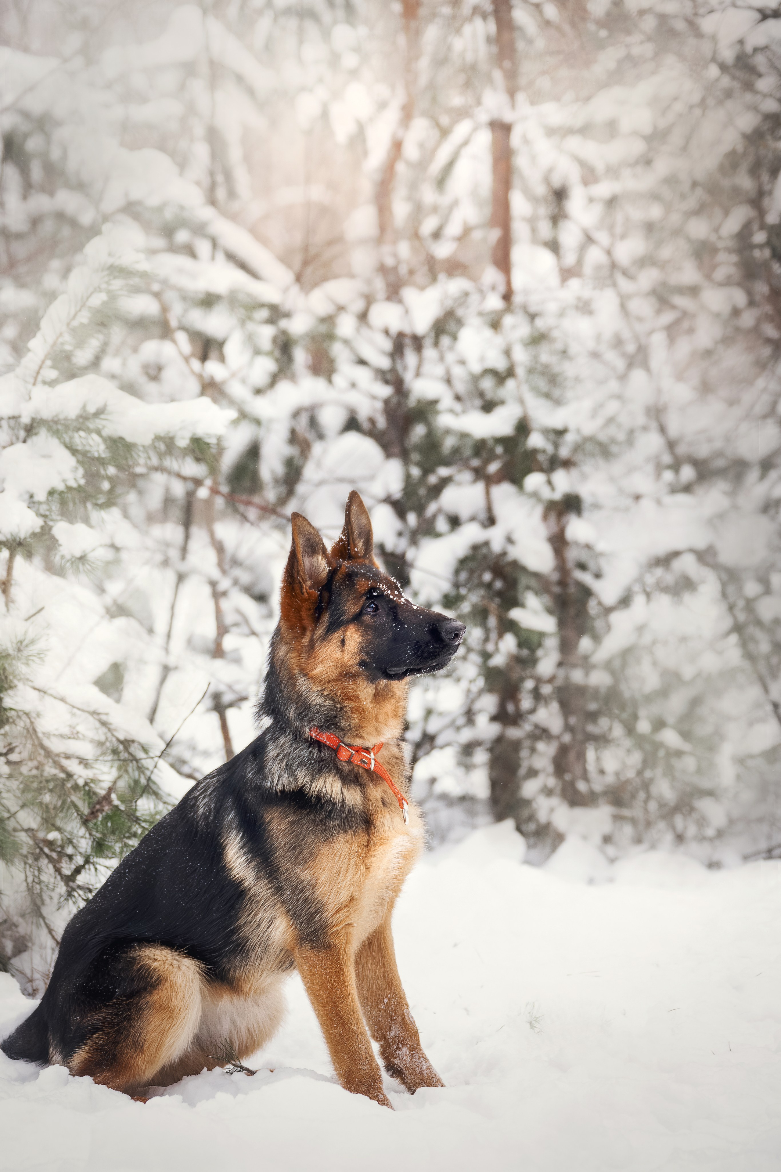Собаки. Фотограф-анималист Нижний Новгород