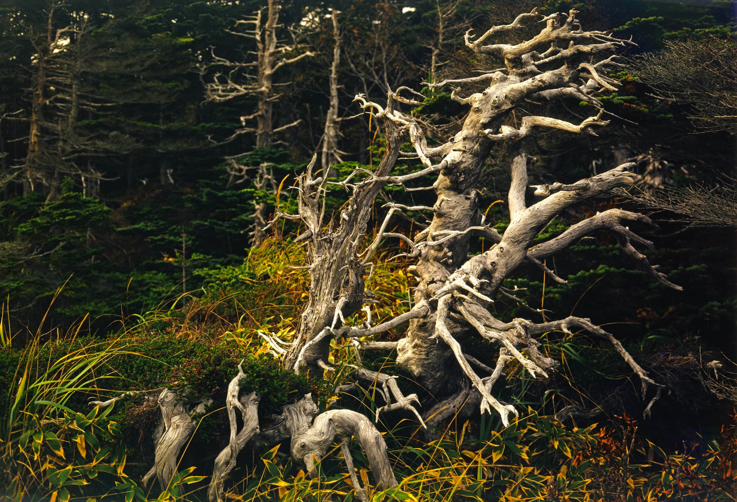 Курильские острова. ВАДИМ ГИППЕНРЕЙТЕР — ВЕЛИКИЙ ФОТОГРАФ ЗЕМЛИ РУССКОЙ