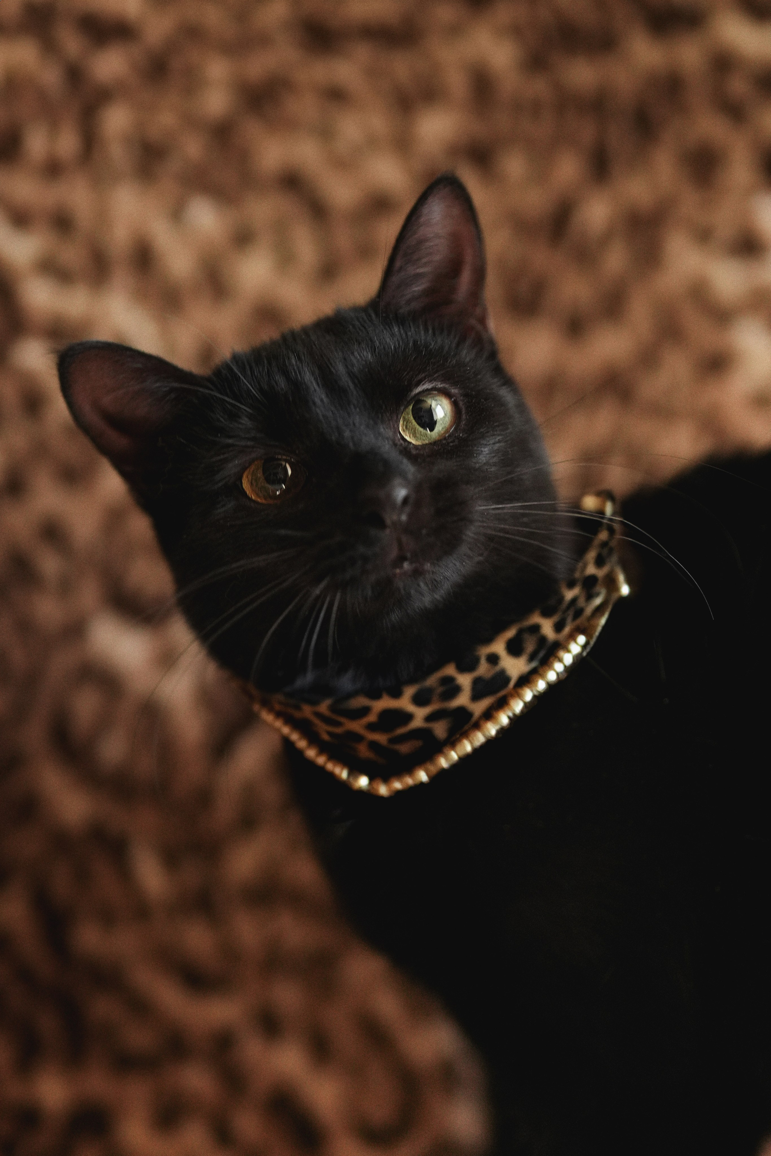 «Мур-Мяу» Котокафе. Фотограф Елена Буданова Тверь