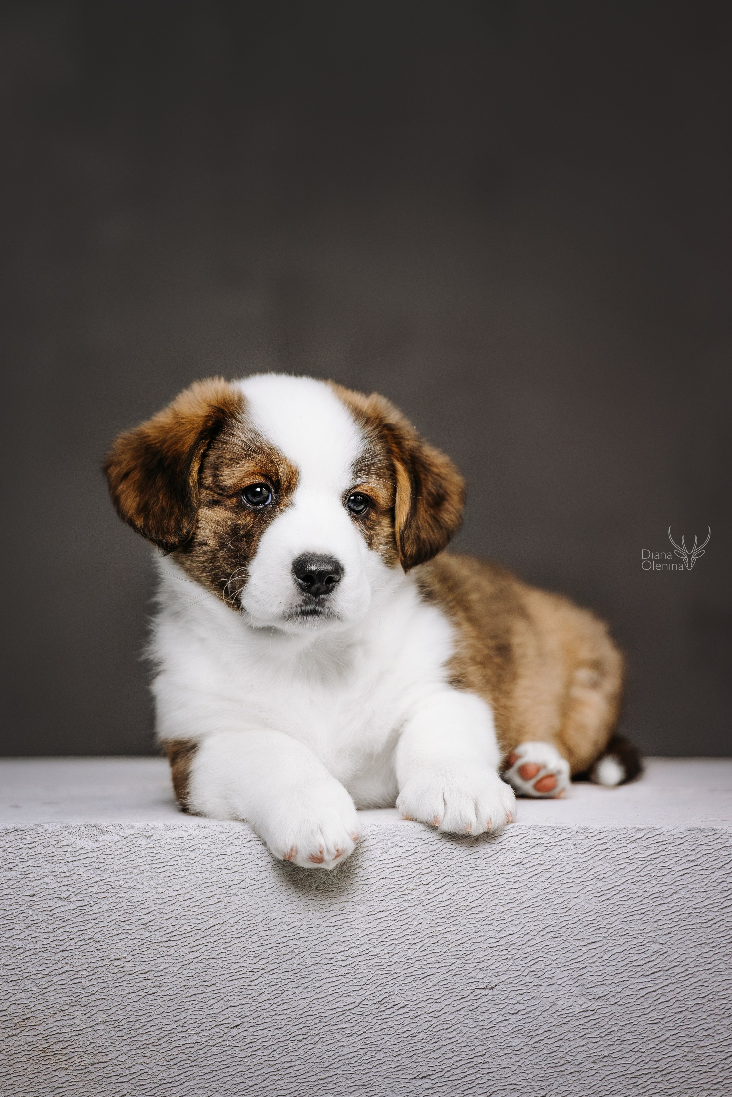 Помет Вельш Корги Кардиган. Фотограф Диана Оленина Красноярск / Братск