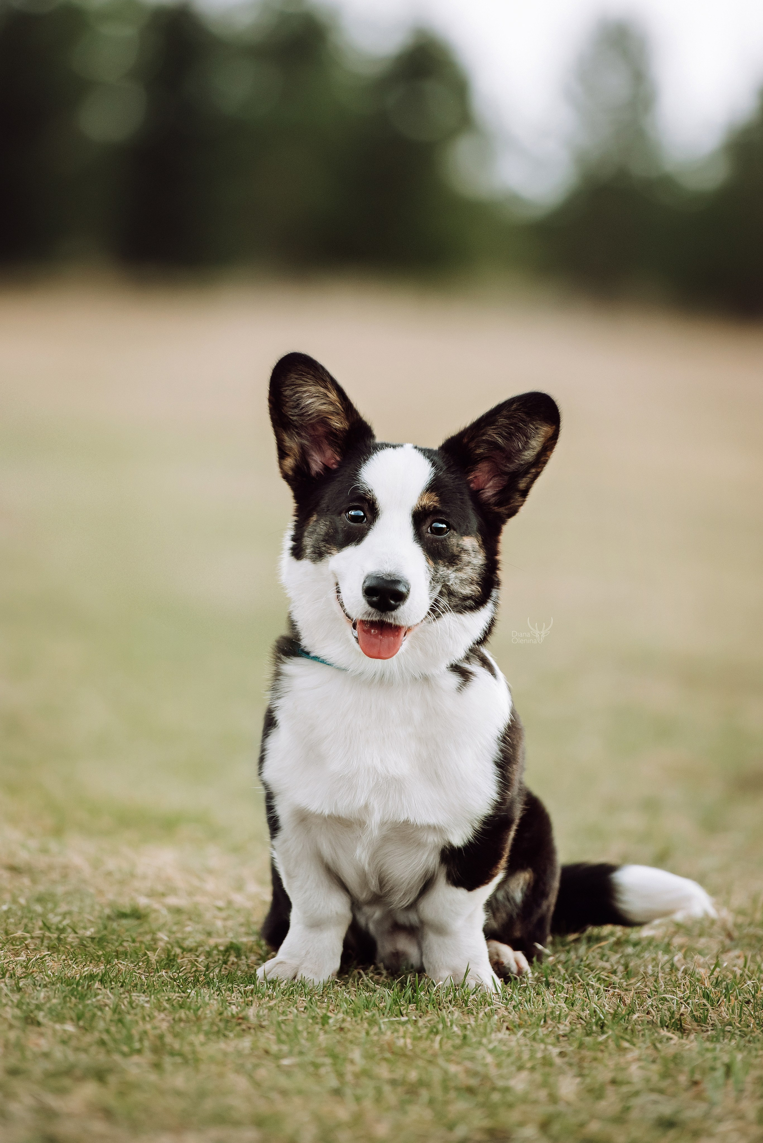 Собаки уличные. Фотограф Диана Оленина Красноярск / Братск