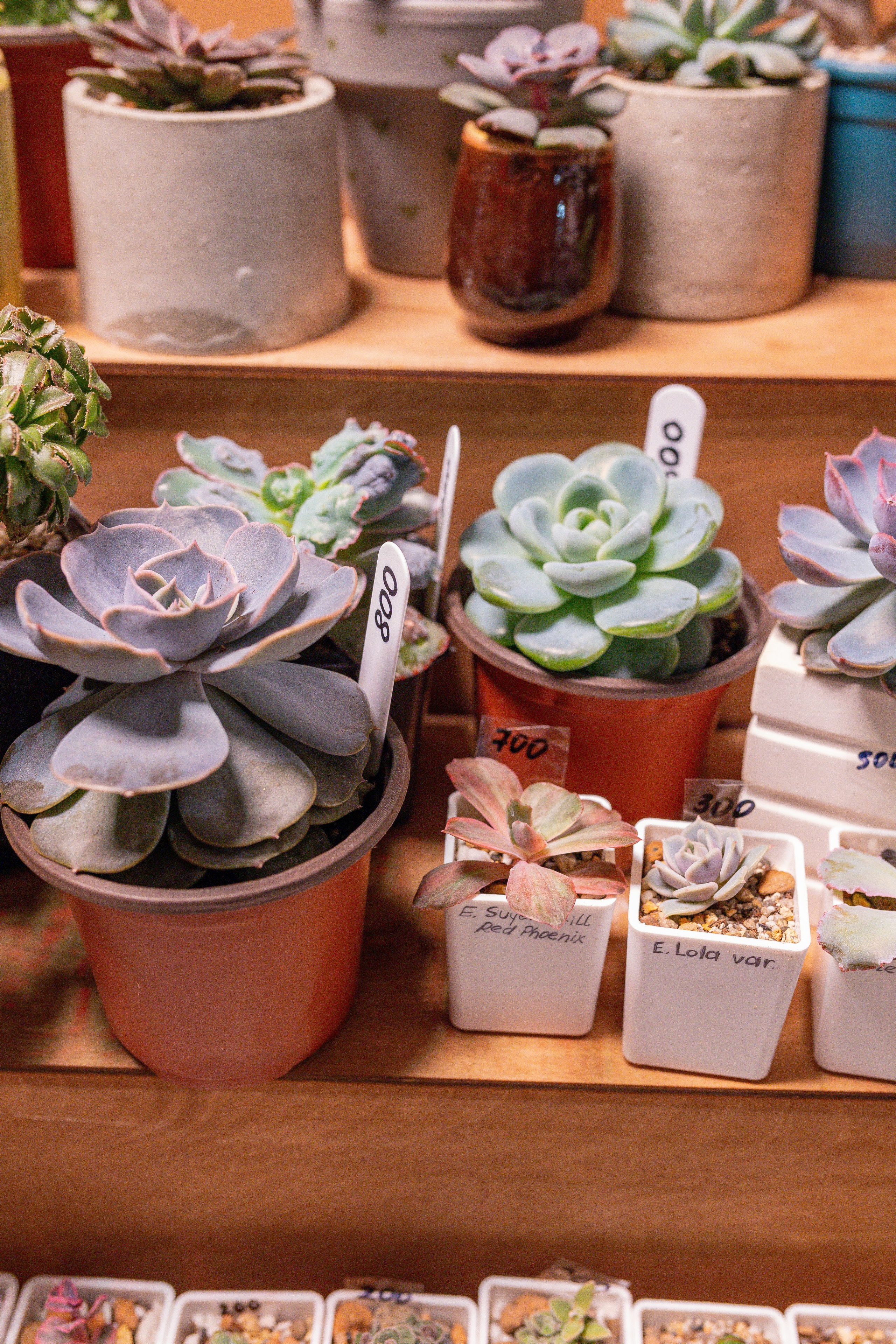 Growbox декабрь 2025. Александра Куликова фотограф, Москва