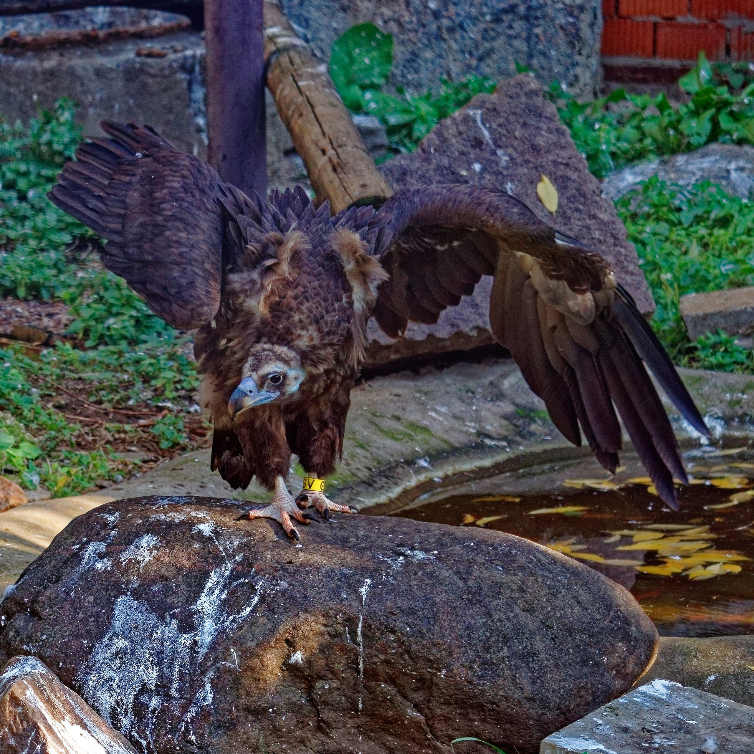 МОСКОВСКИЙ ЗООПАРК. Фотограф Владимир Роля