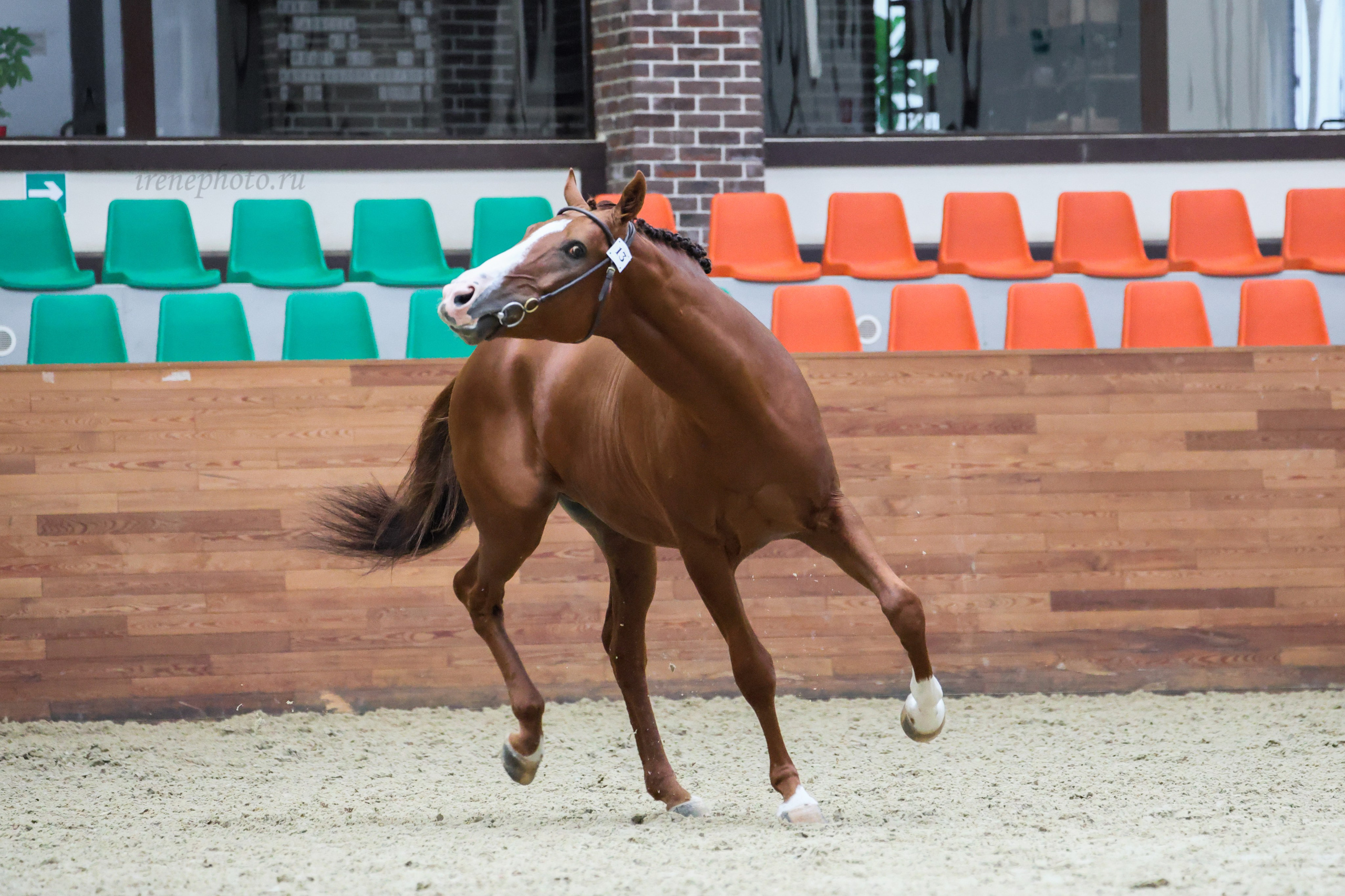 Конная Россия 2024. Irenephoto.ru