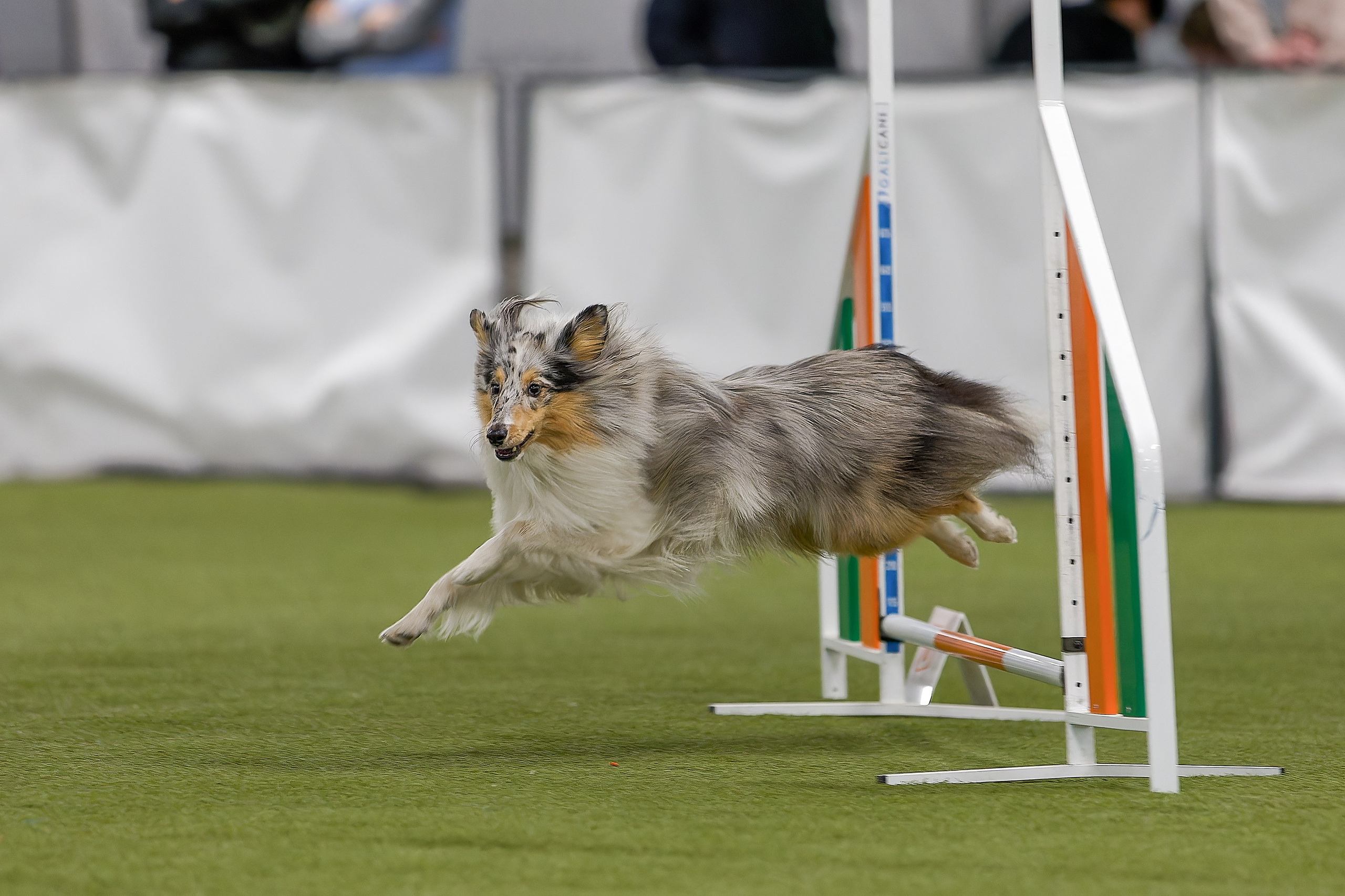 Кубок Пёсбурга 2025. Irenephoto.ru