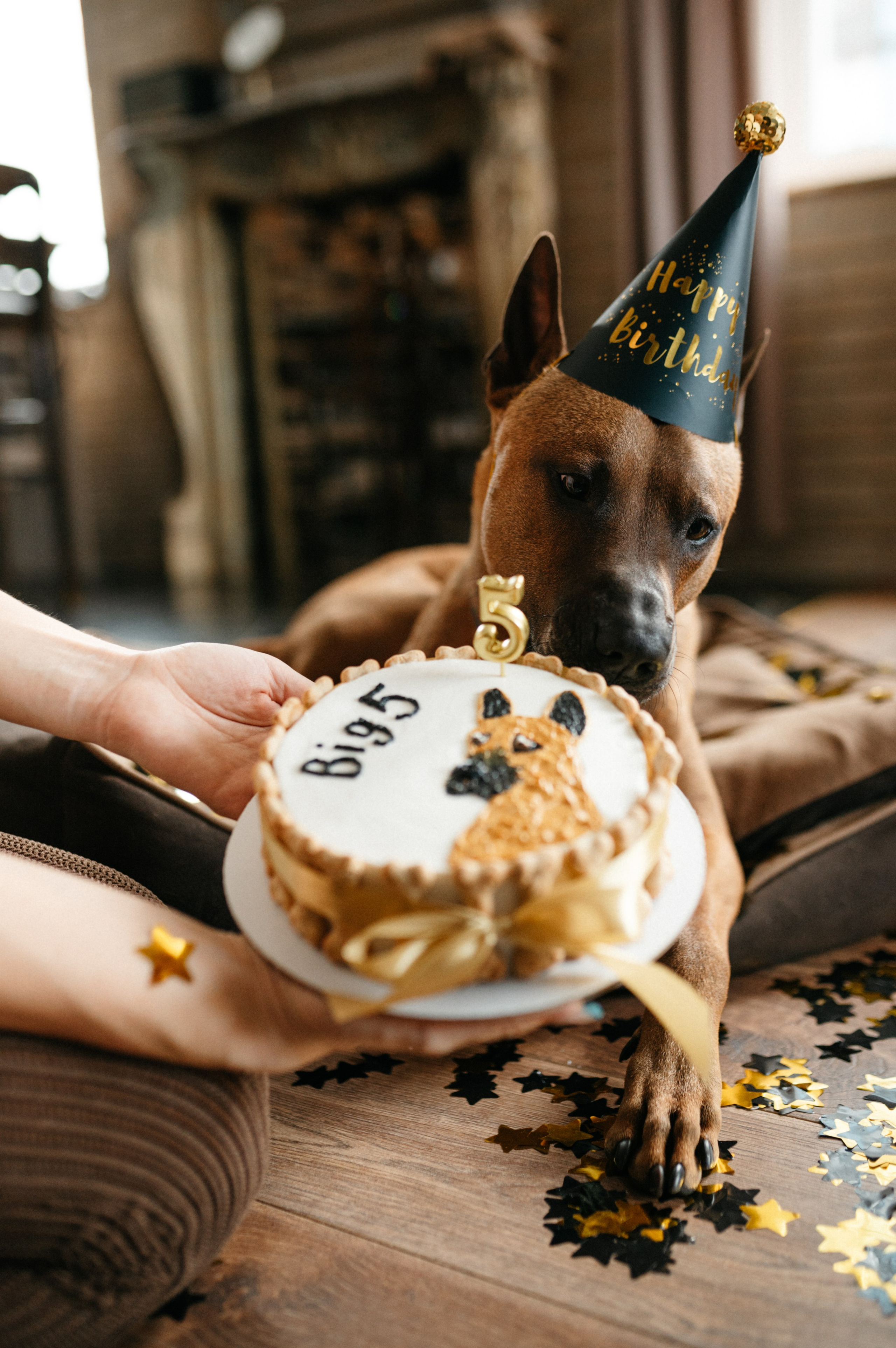 Оксана и Зевс. Фотограф анималист в Москве Ольга Агушева