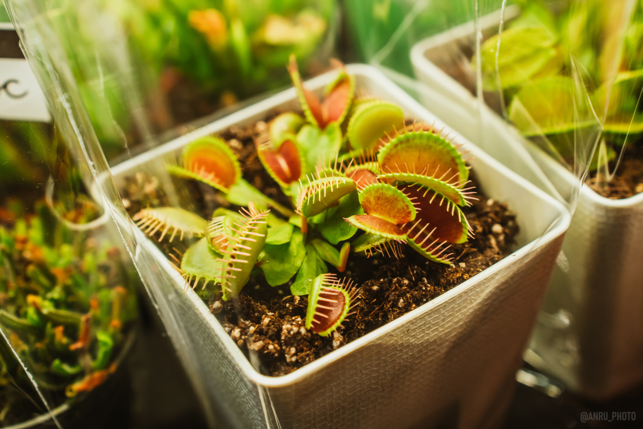 Рептилиум. Репортажный фотограф Анастасия Рубцова