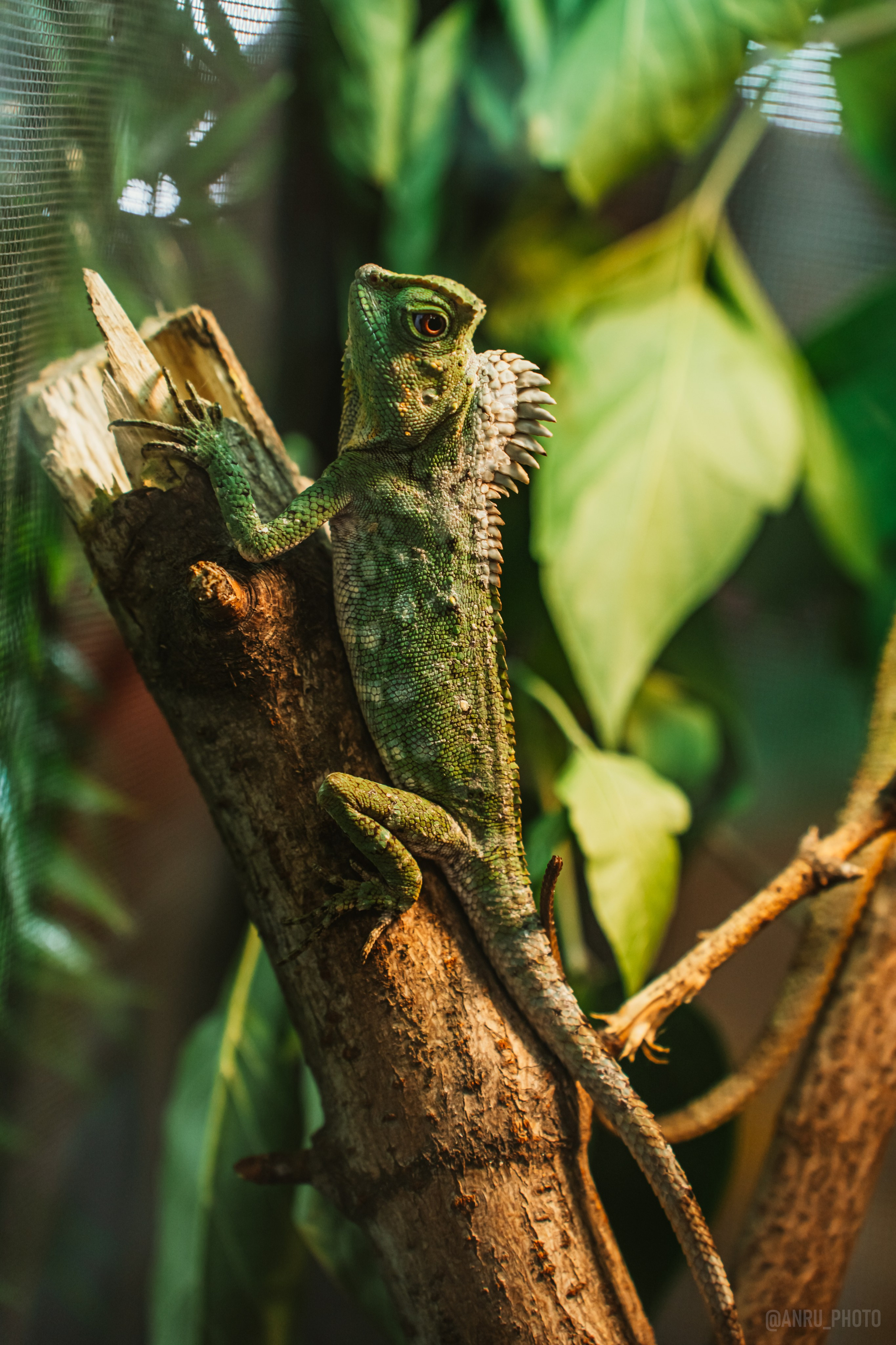 Рептилиум. Репортажный фотограф Анастасия Рубцова
