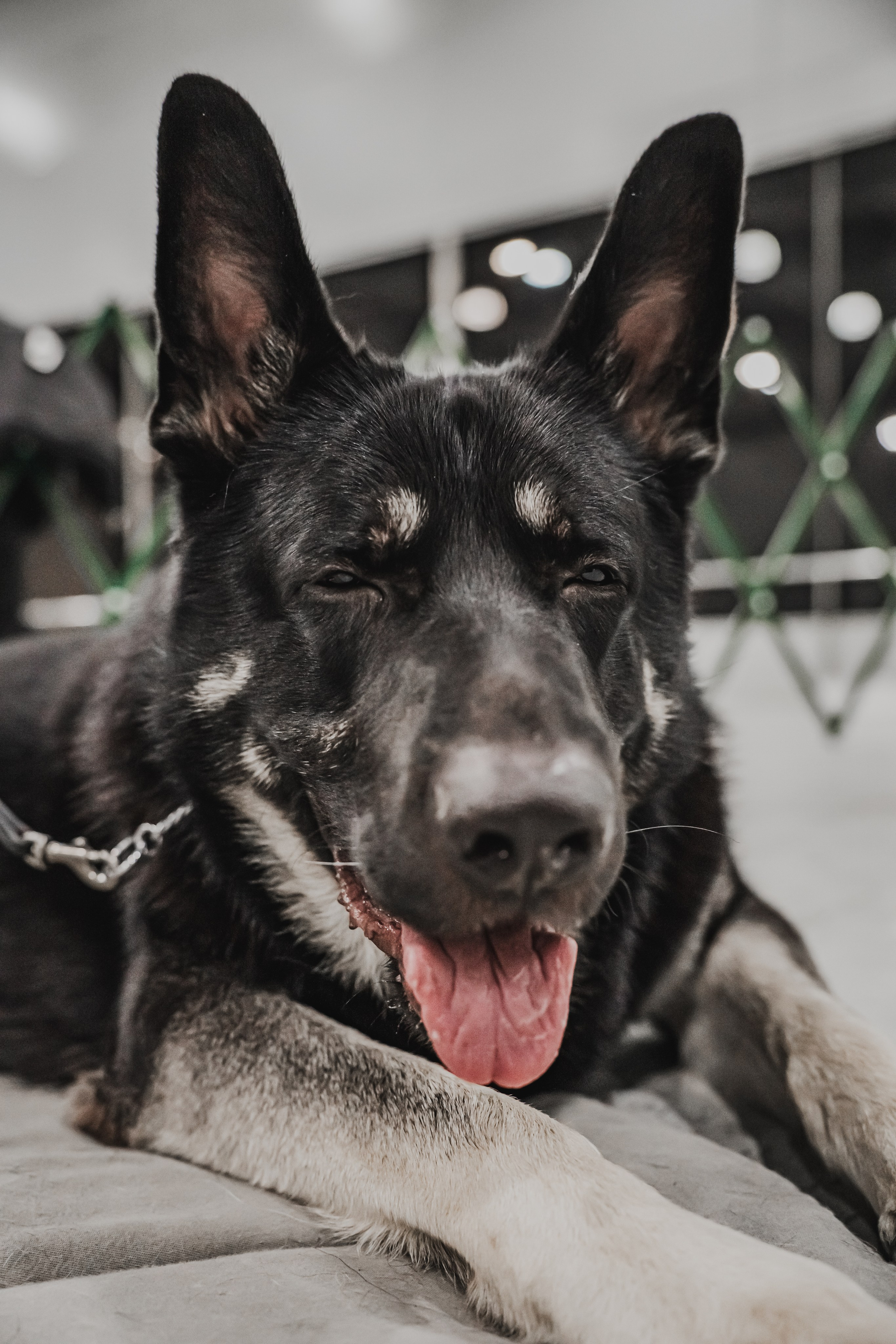 Международная выставка собак всех пород. Репортажный фотограф Анастасия Рубцова