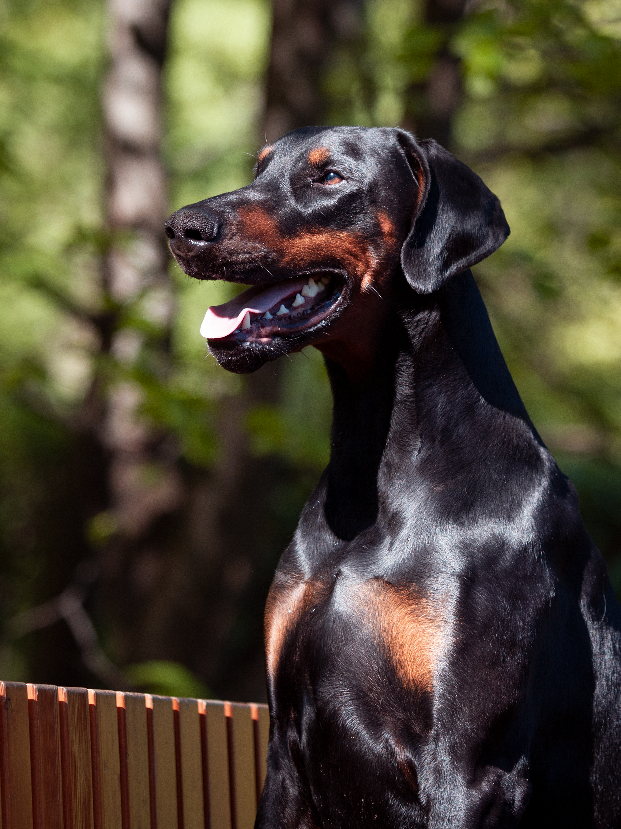 Собаки. Фотограф-анималист в Москве и МО Самойлова Марина