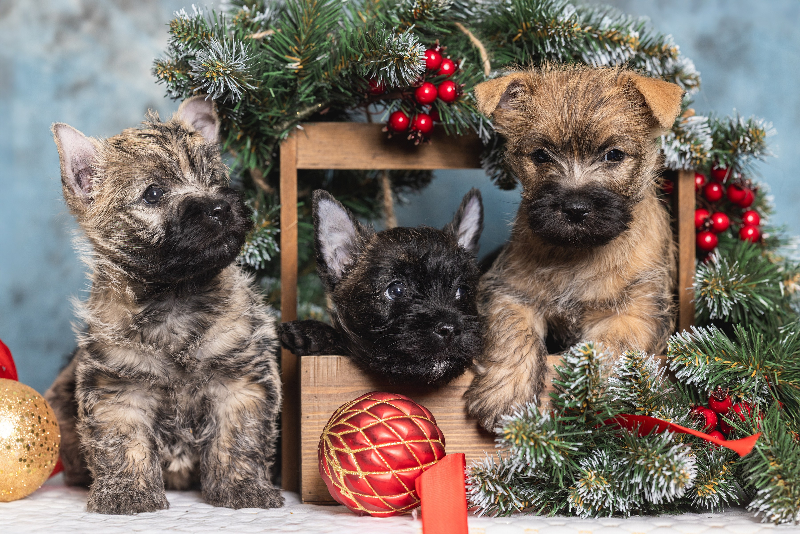 Хвостатый Новый Год. Фотограф Алена Звездина