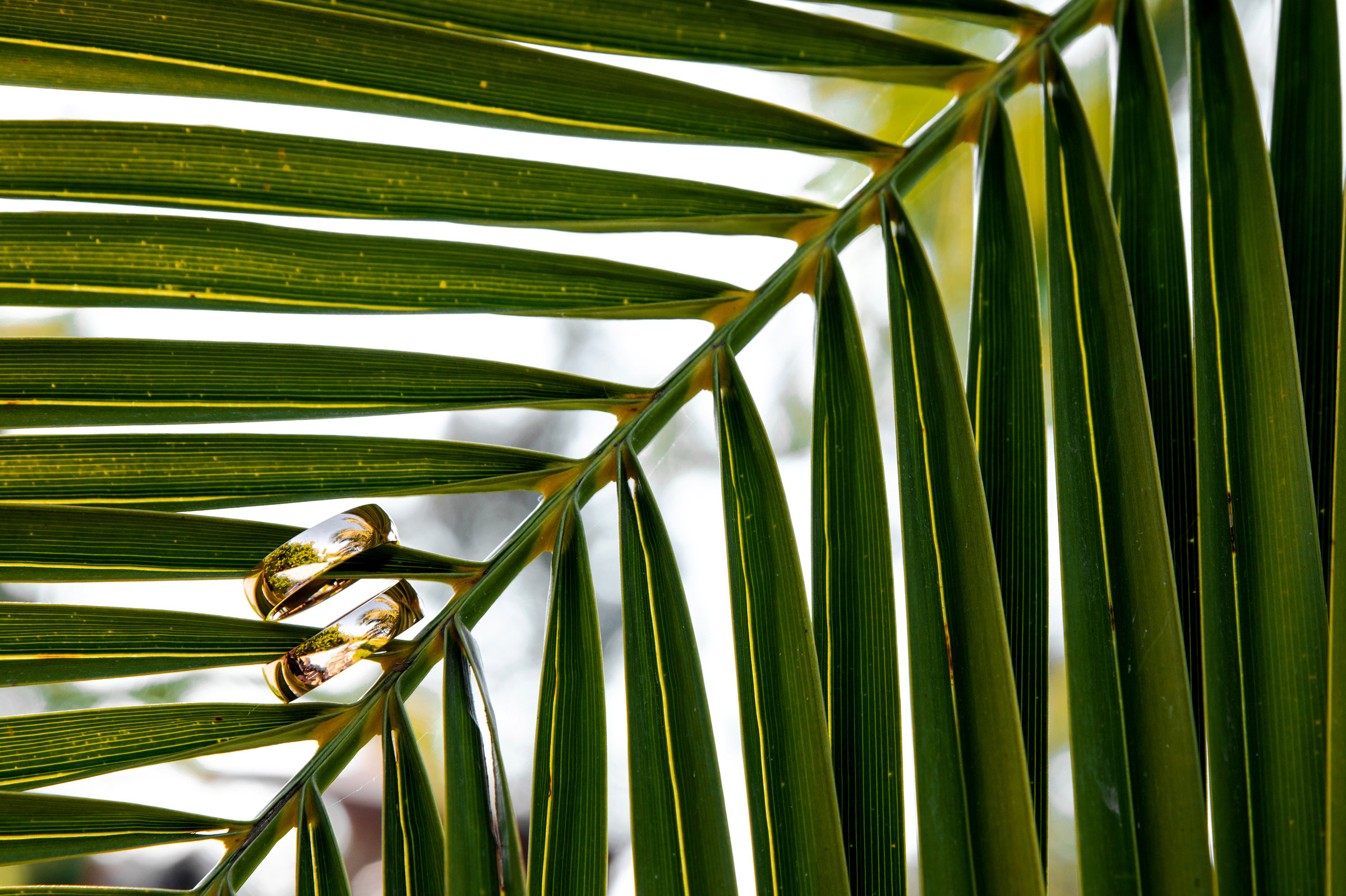 Свадебный фотограф Ростов-на-Дону Сочи