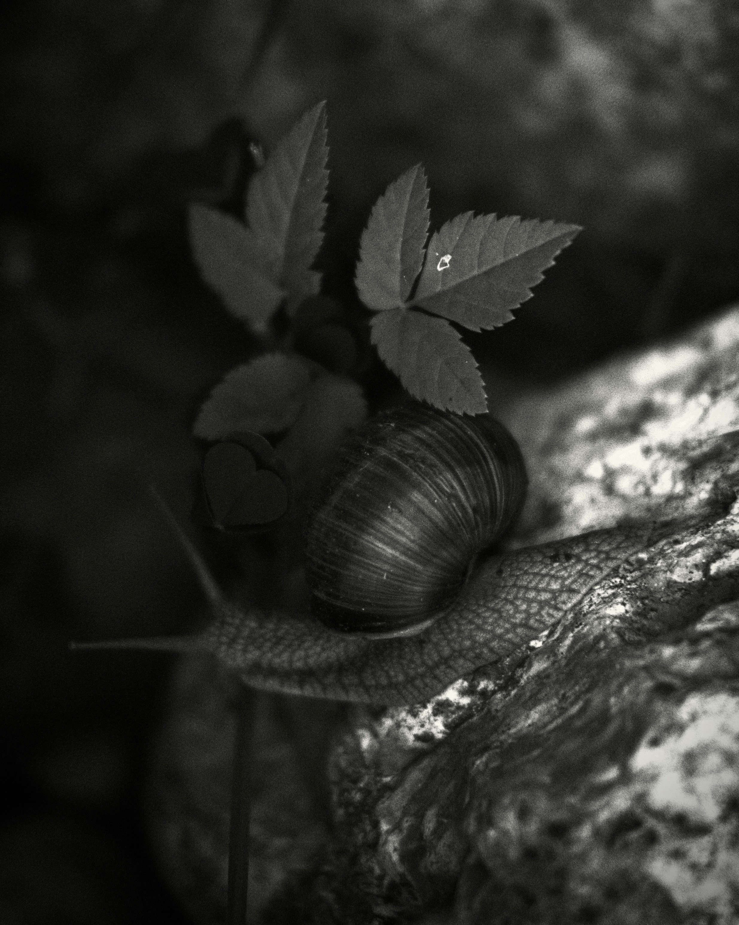 Животные. Фотограф Маргана Лоция