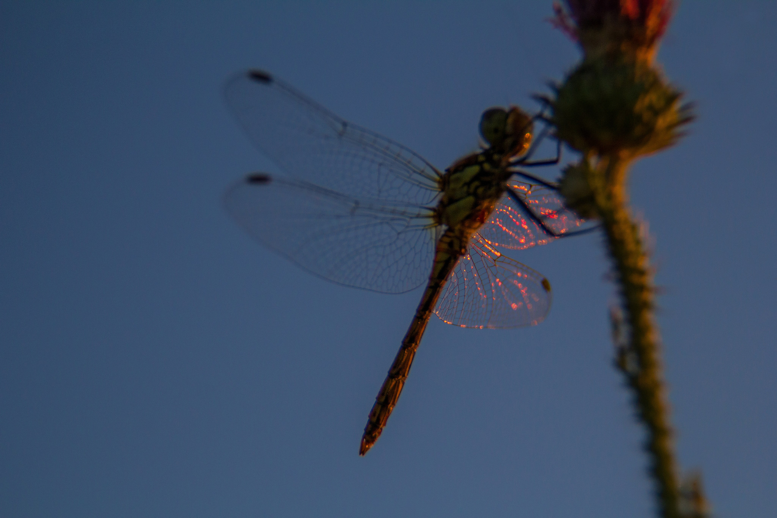 ЦВЕТНЫЕ ФОТОГРАФИИ. Никита Аничкин фото и видео оператор из России