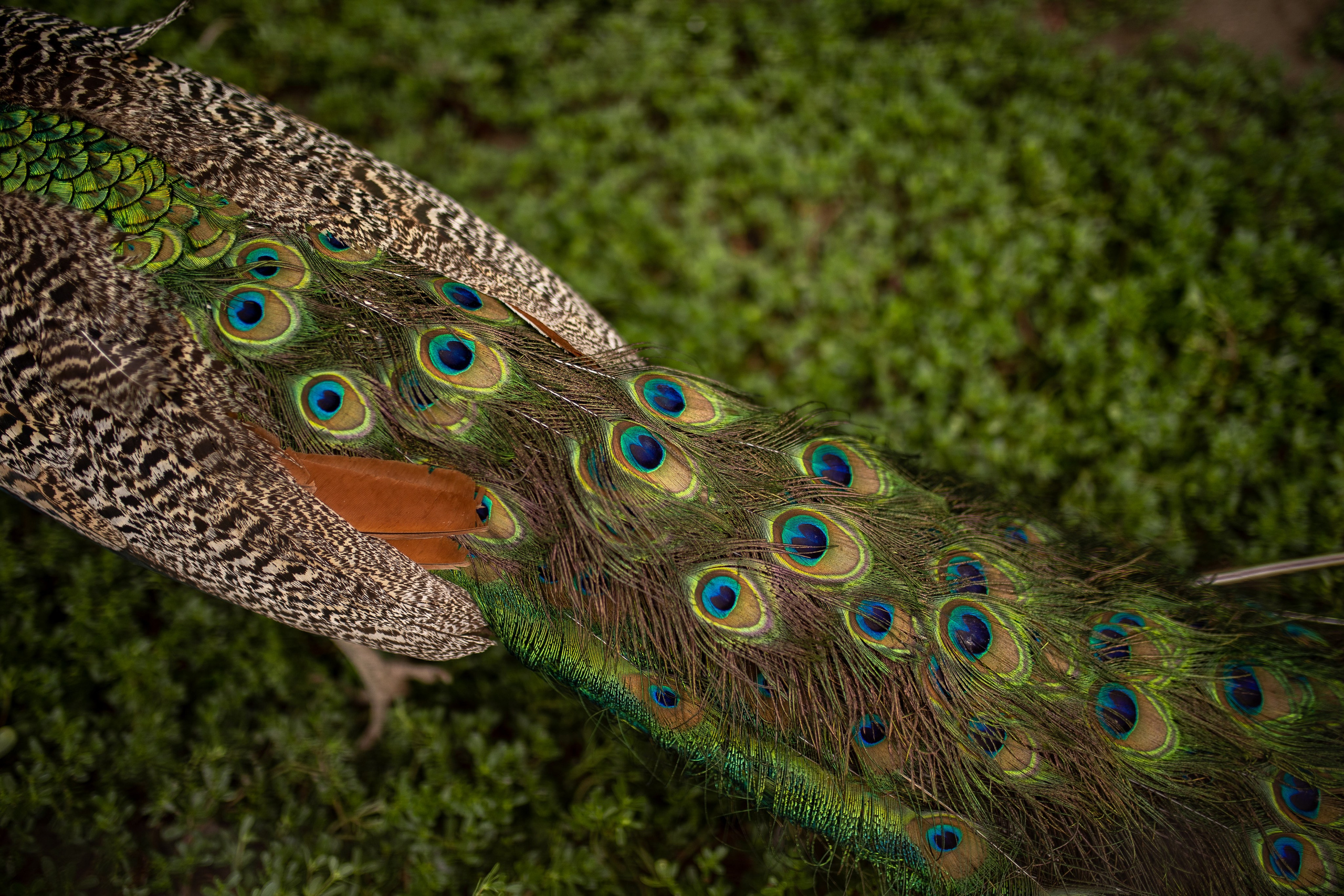 ЦВЕТНЫЕ ФОТОГРАФИИ. Никита Аничкин фото и видео оператор из России