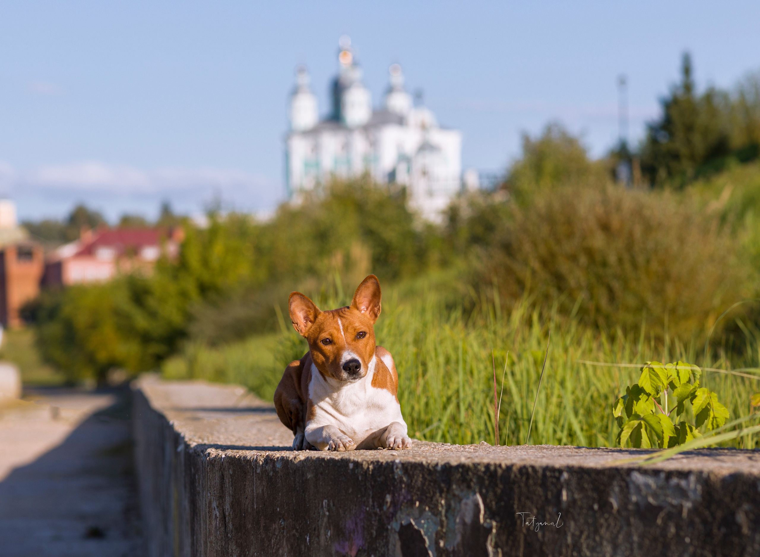 Басенджи. Фотограф — анималист Татьяна Ли