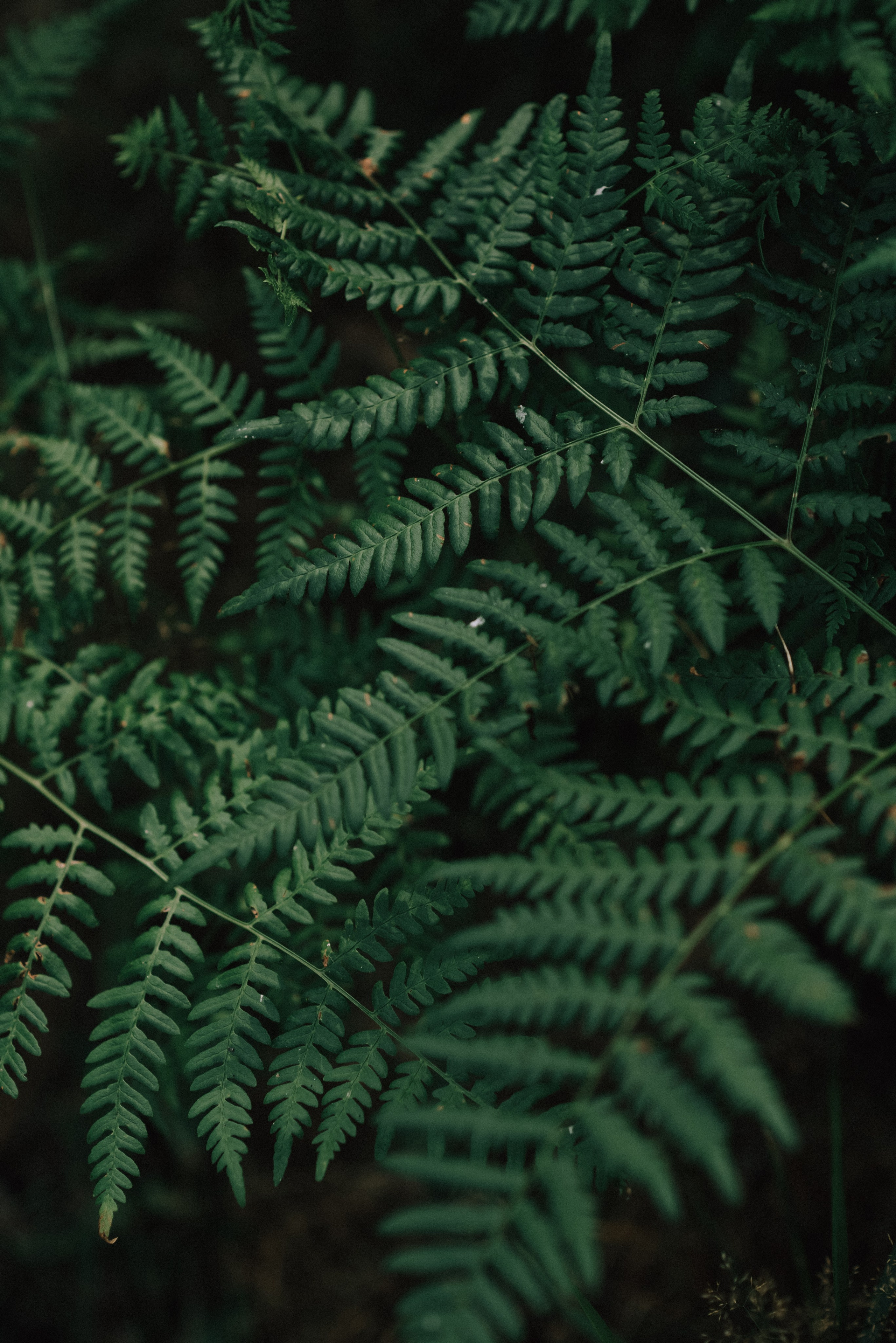 Владимир и Наташа. Свадебный и портретный фотограф в Брянске и Москве Алина Химушкина