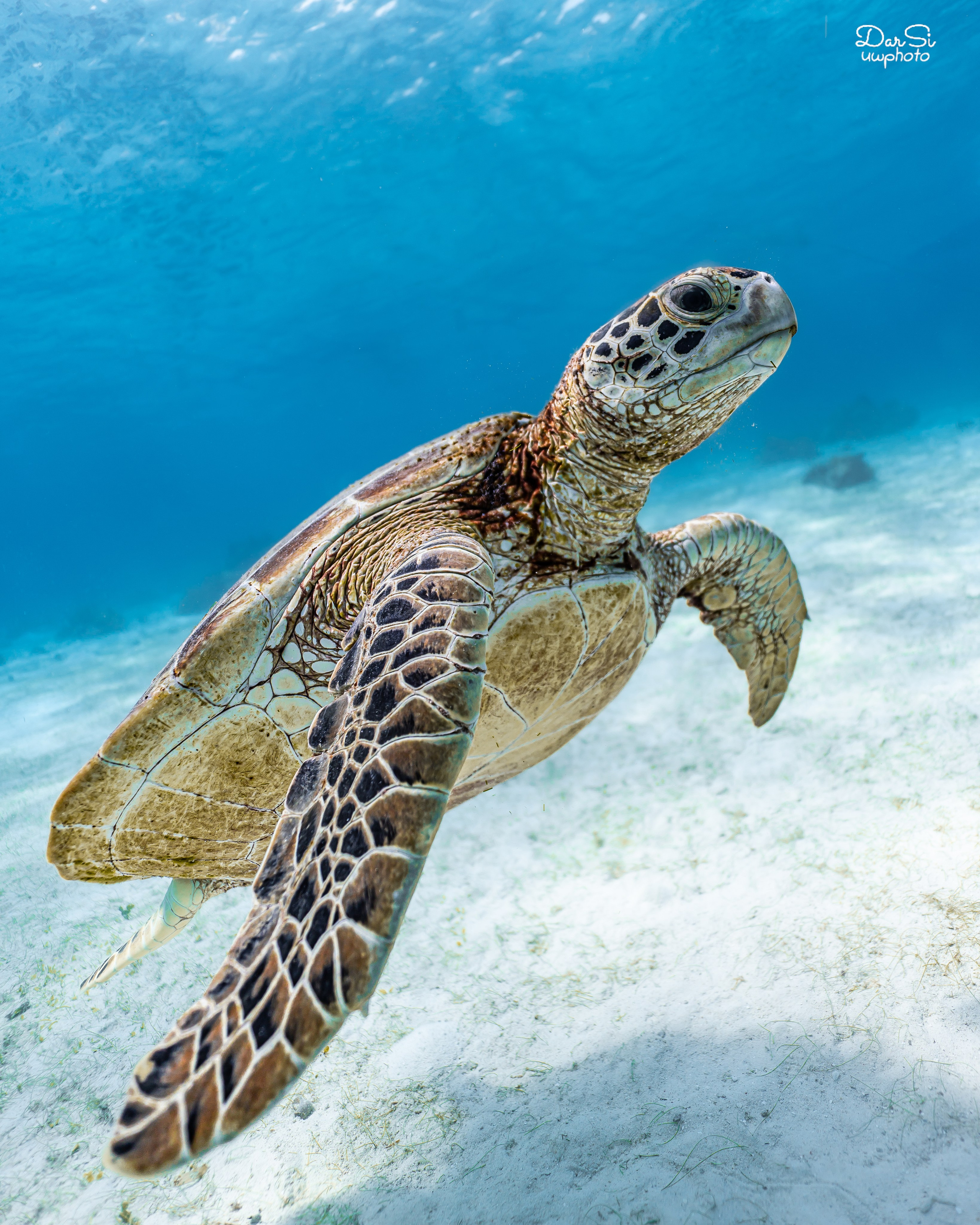 Черепахи. Подводный фотограф на Филиппинах Синицина Дарья